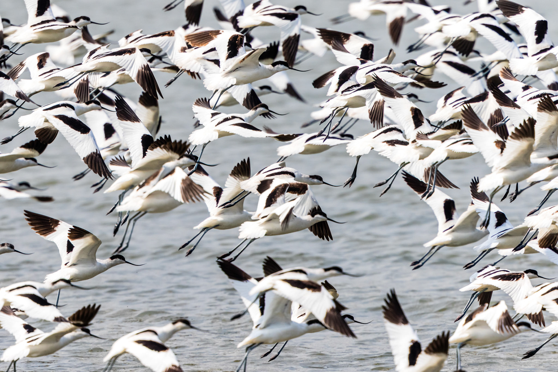 Pied Avocet