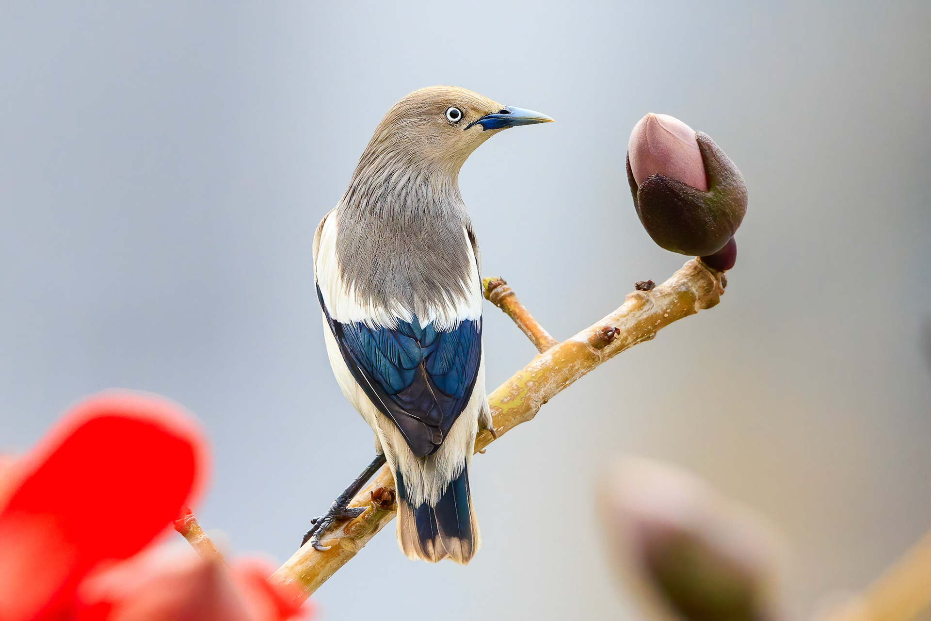 White-shouldered Starling
