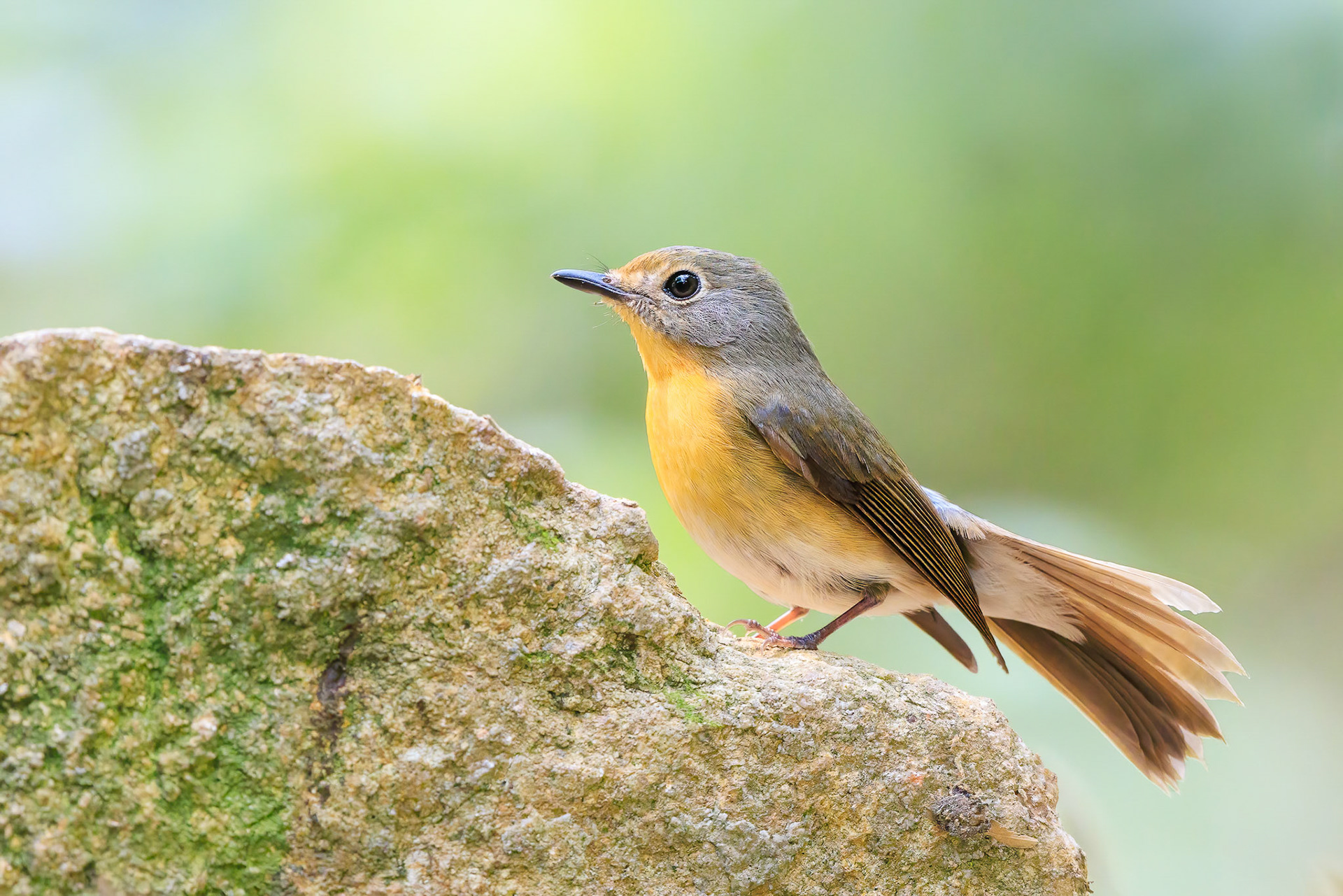 Hill-blue Flycatcher Female