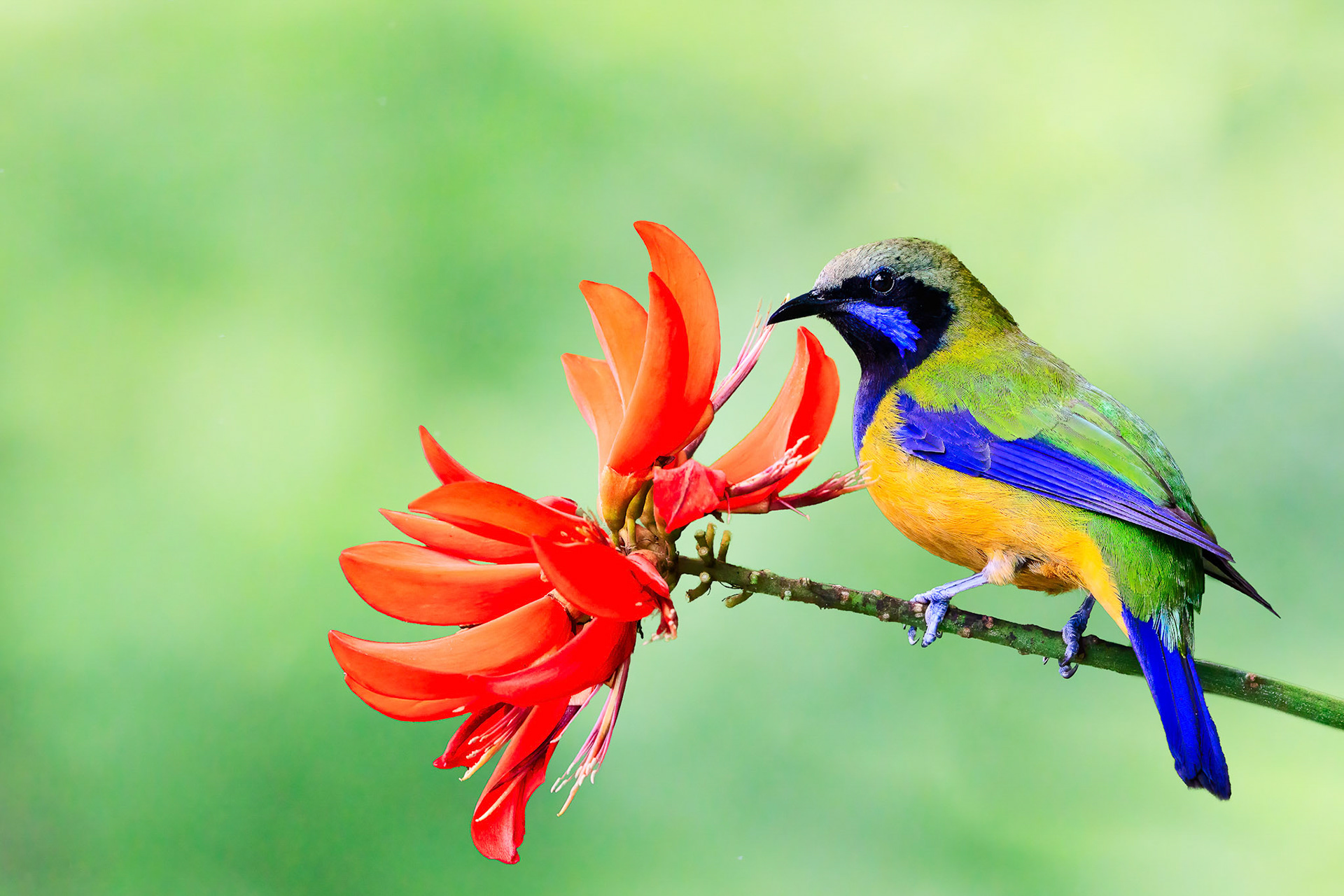 Orange-bellied Leafbird