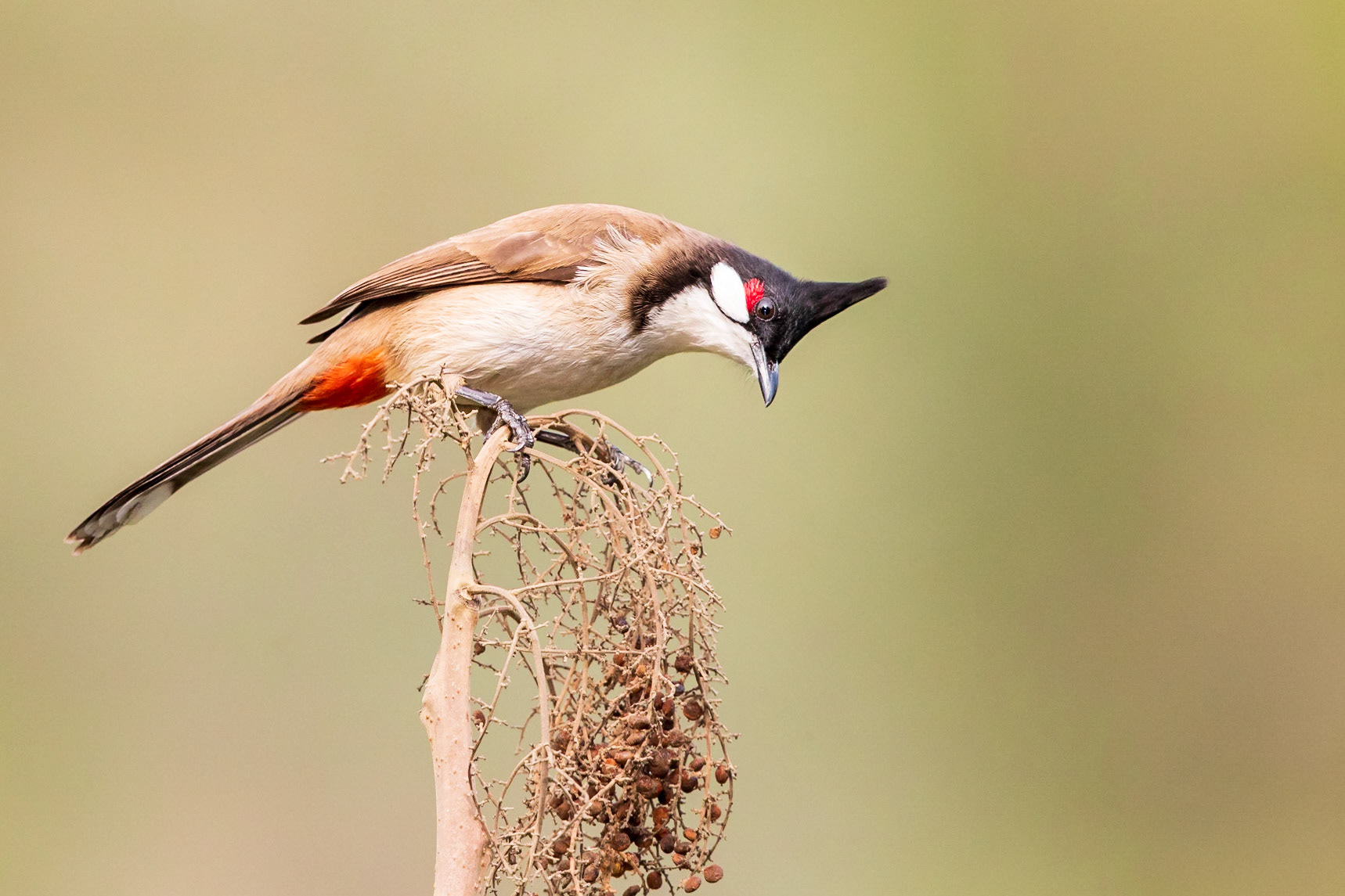 Red-whiskered Bulbul