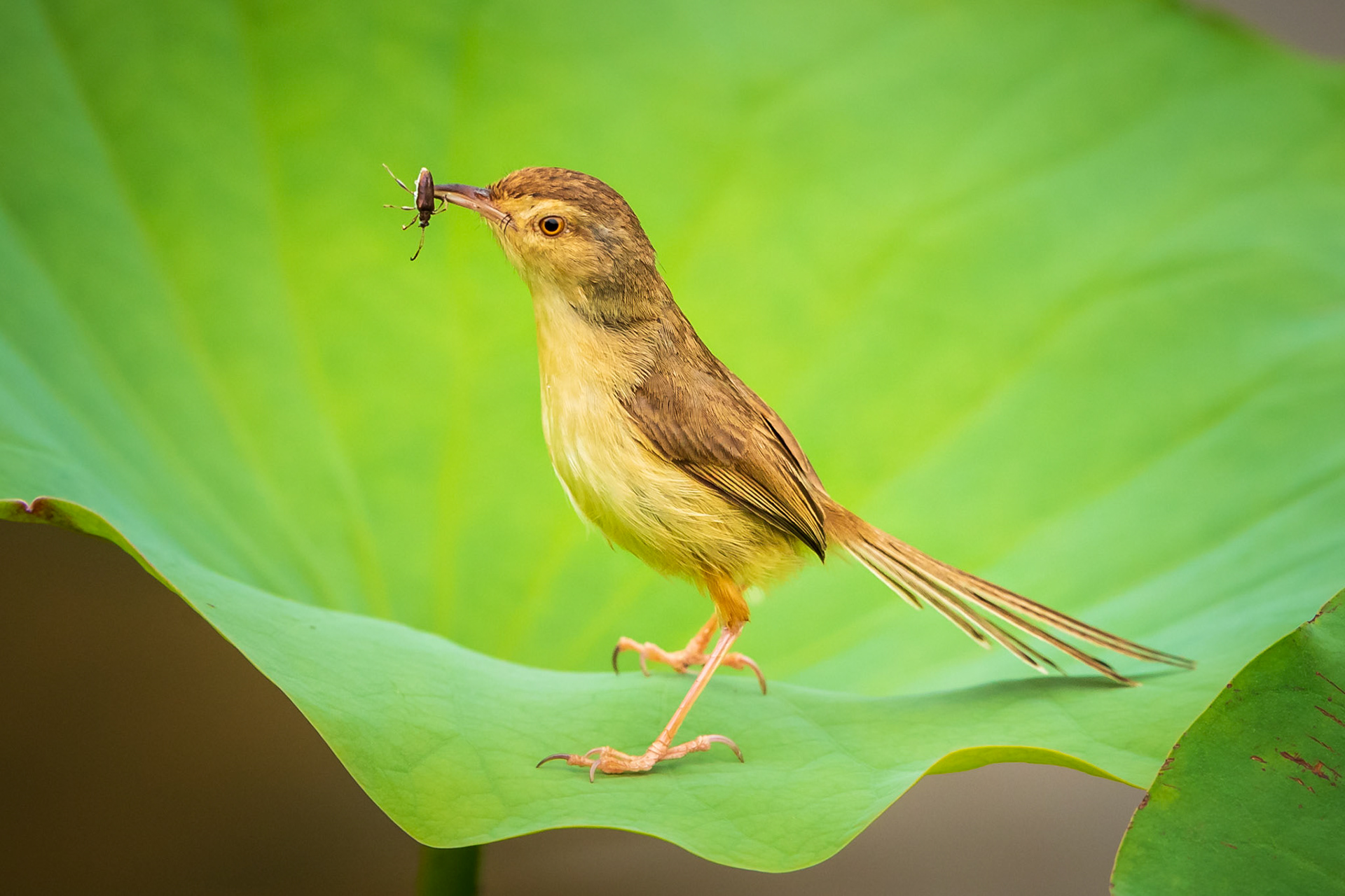 Plain Prinia