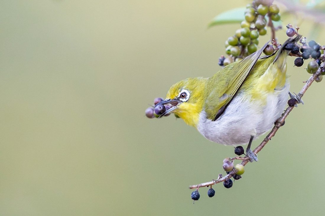 Japanese White-eye