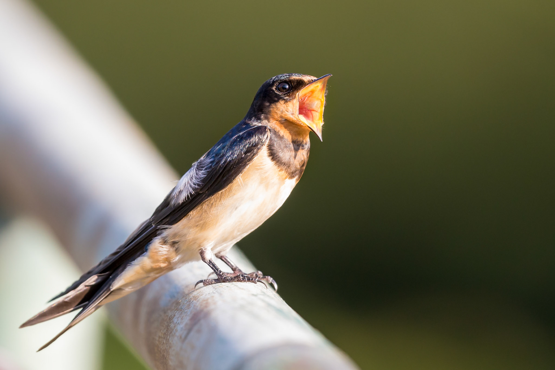 Barn Swallow
