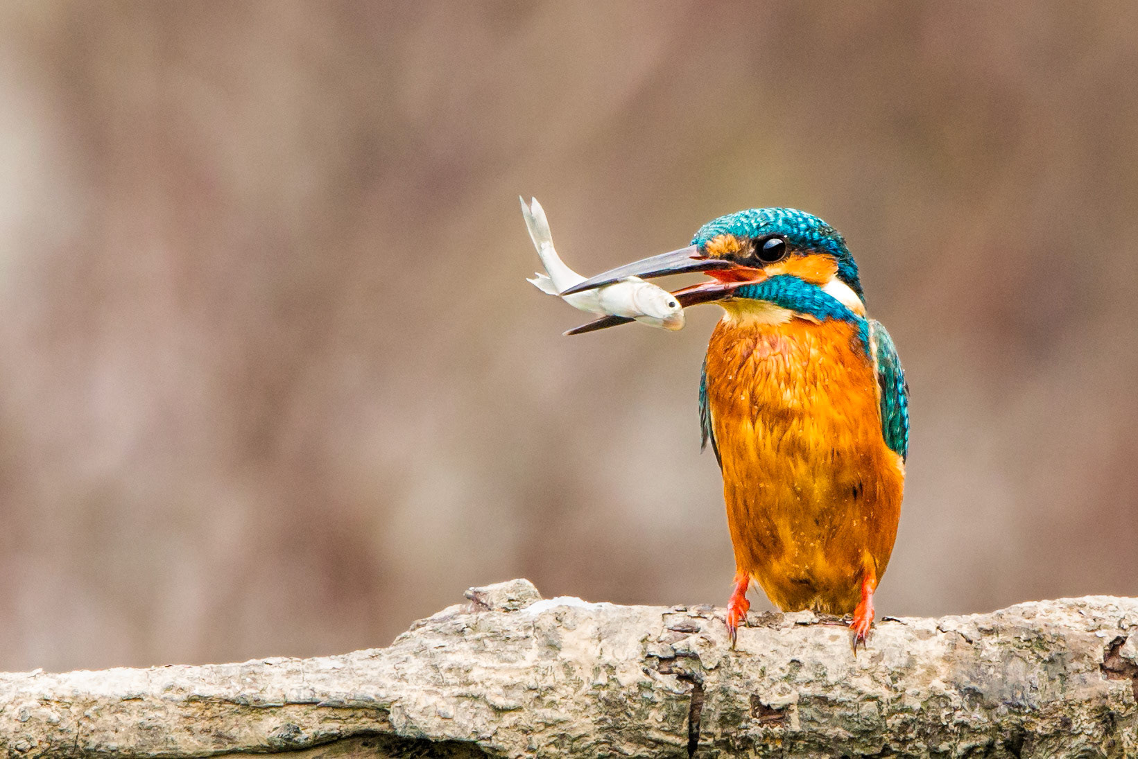 Common Kingfisher