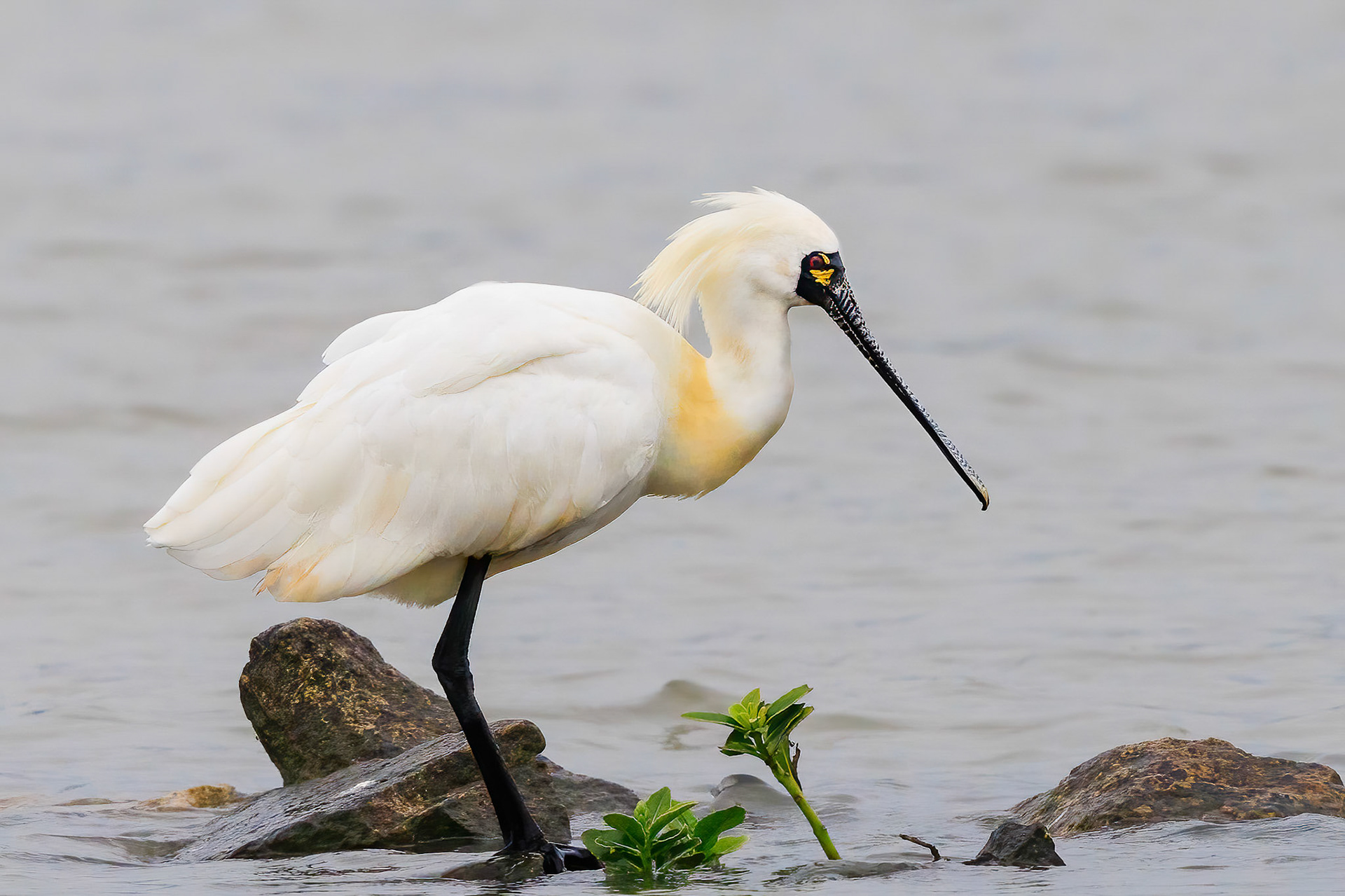 Black-faced Spoonbill