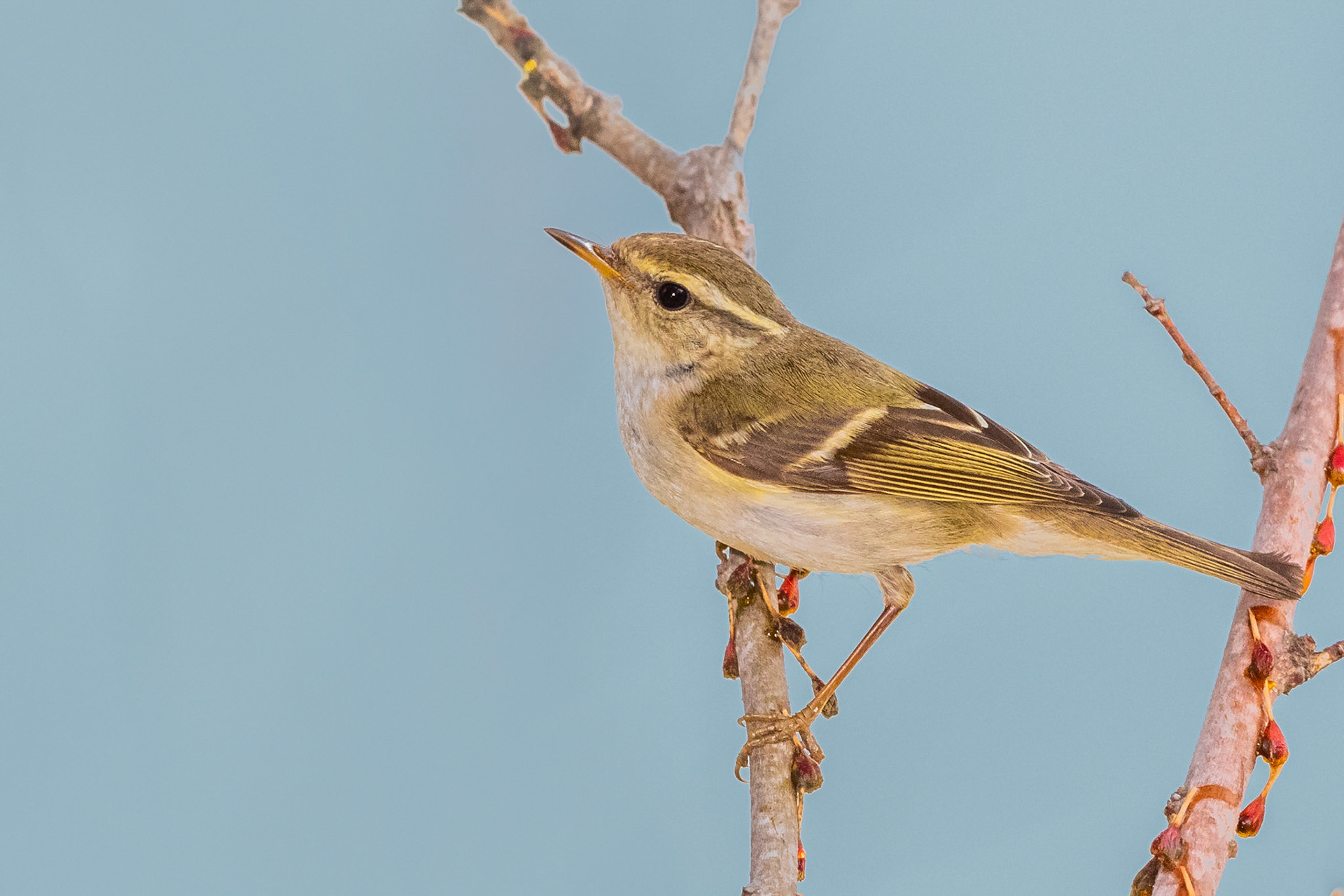 Yellow-browed Warbler