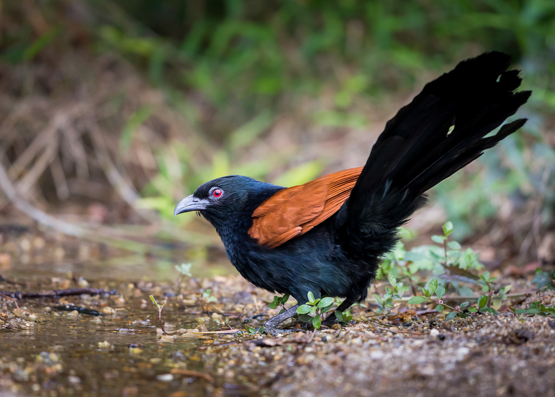 Greater Coucal