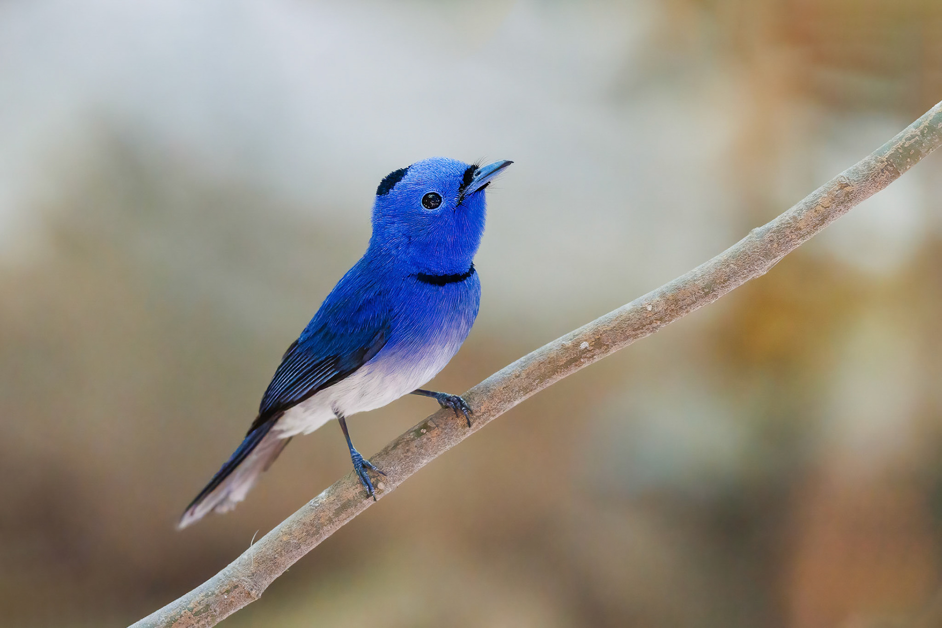 Black-naped Monarch