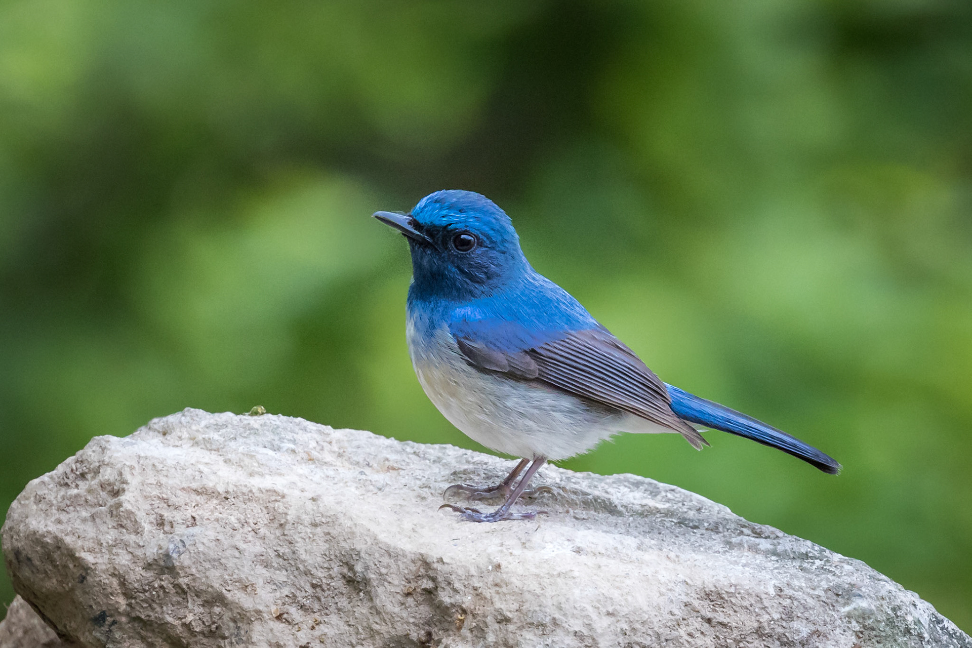 Hainan Blue Flycatcher