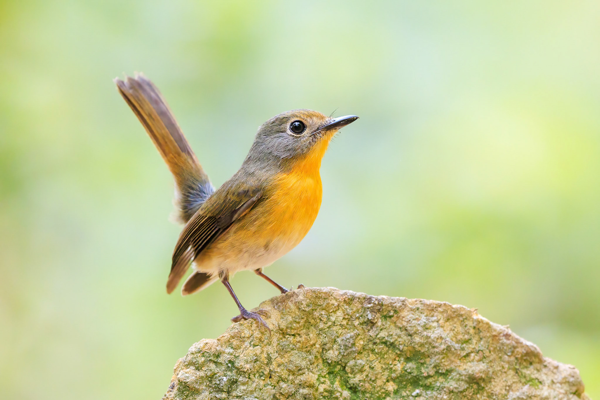Hill-blue Flycatcher Female