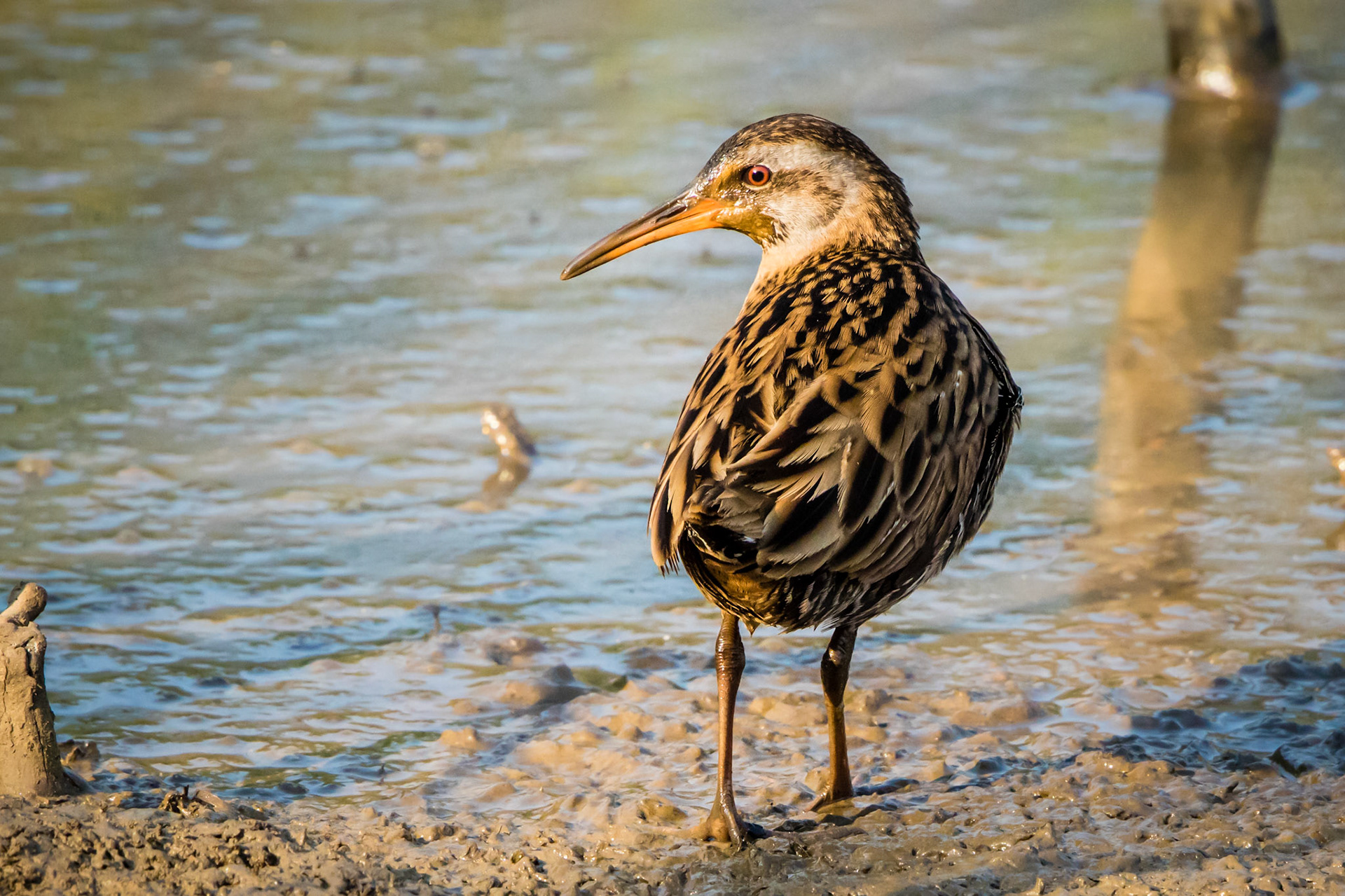 Water rail