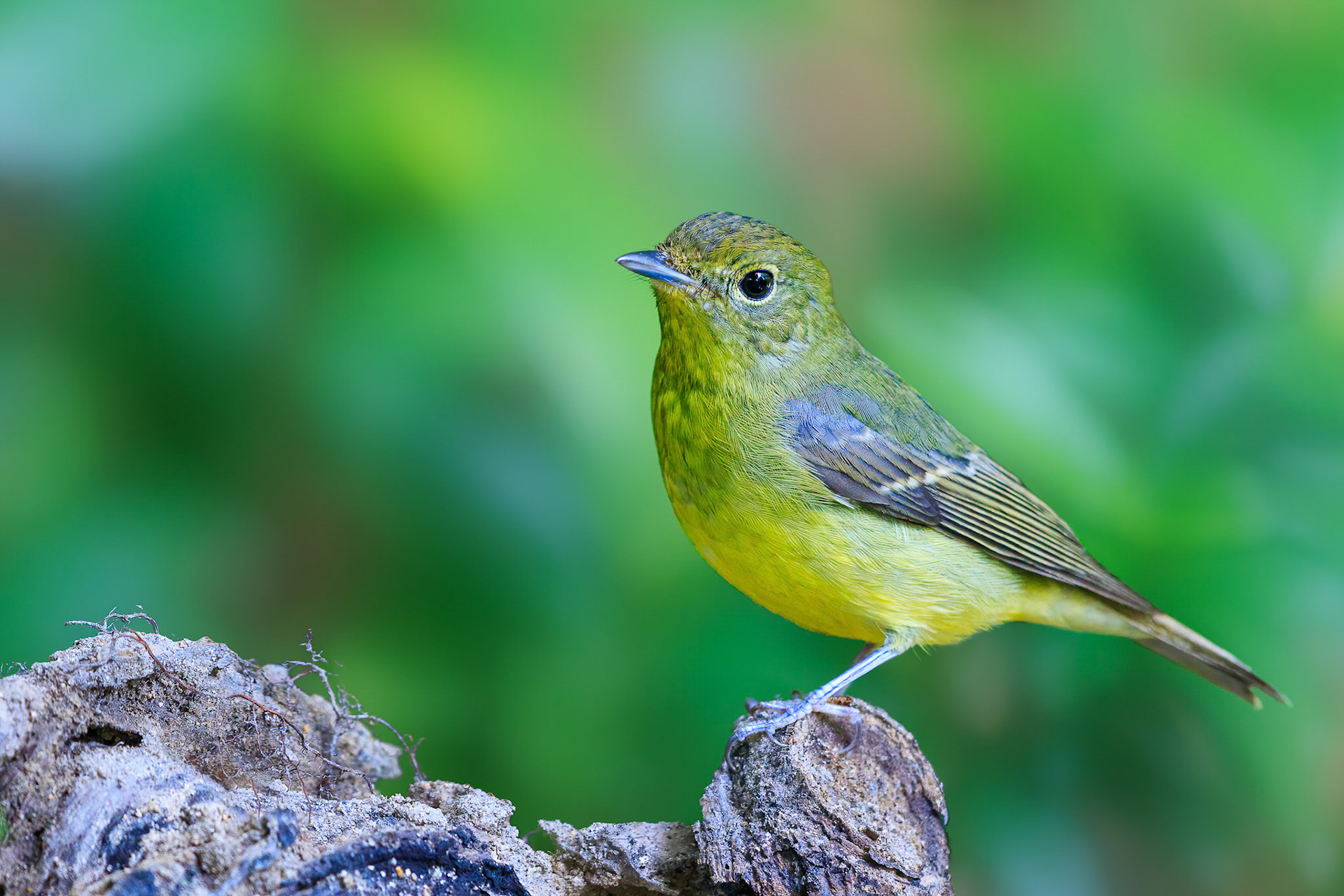 Green-backed Flycatcher