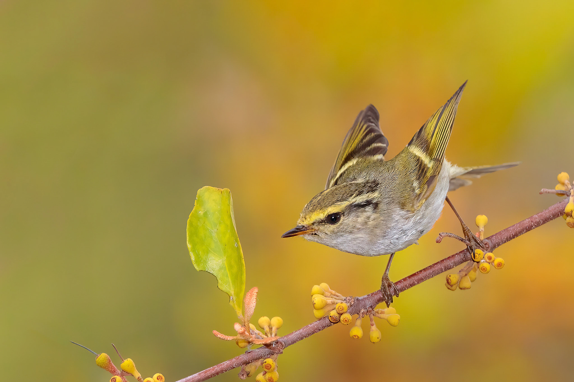 Pallas Leaf Warbler