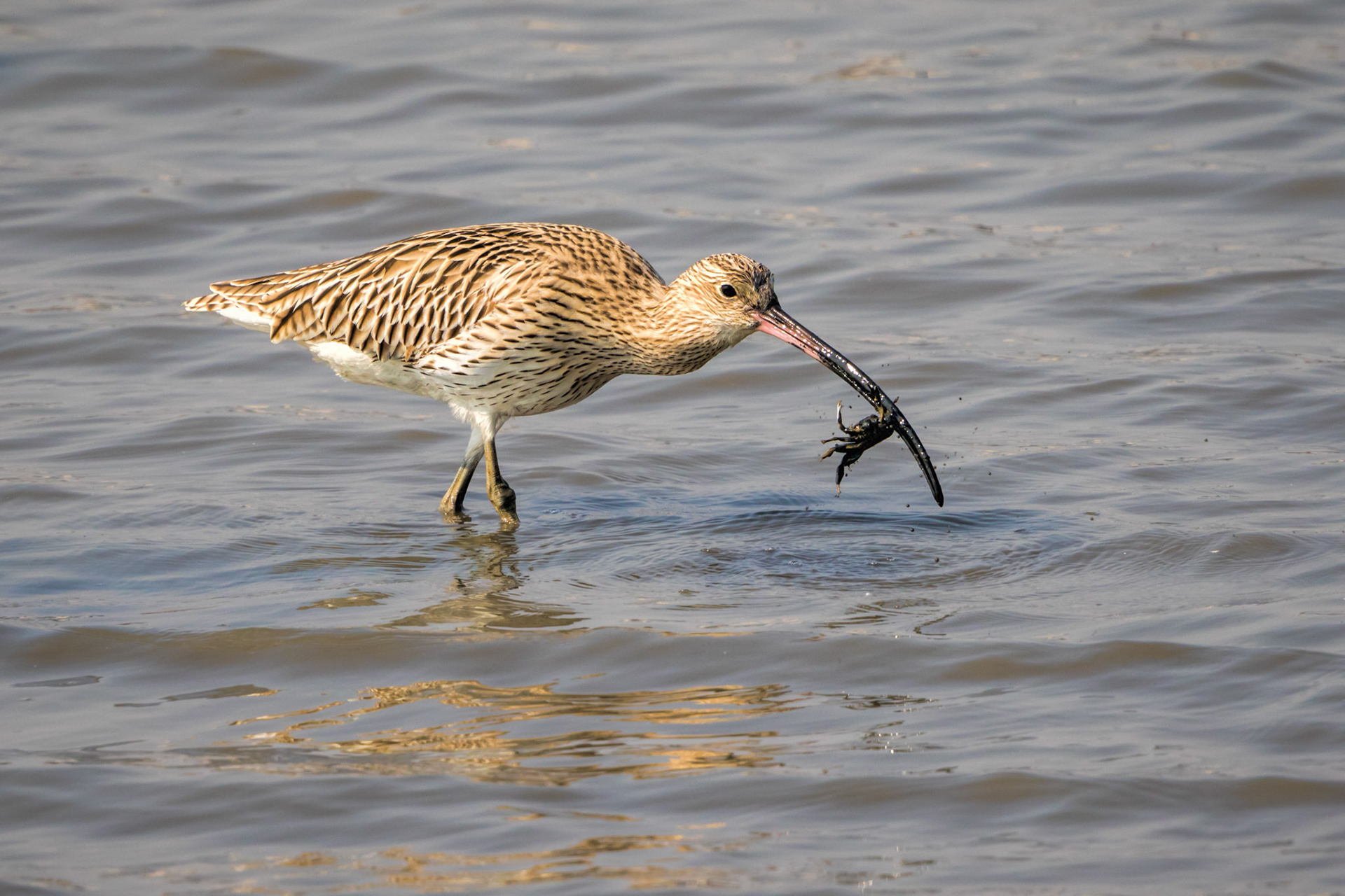 Eastern Curlew
