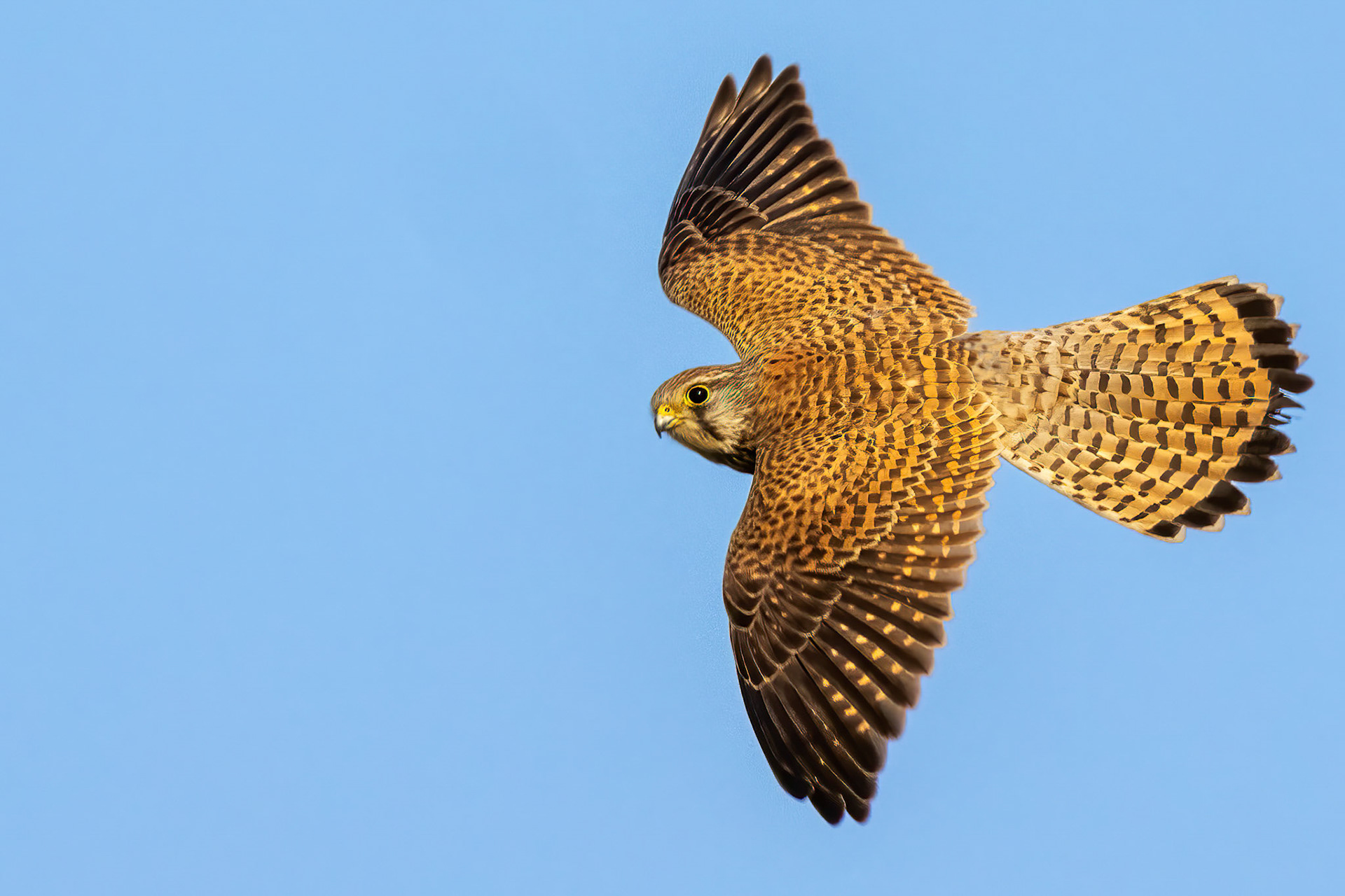 Common Kestrel