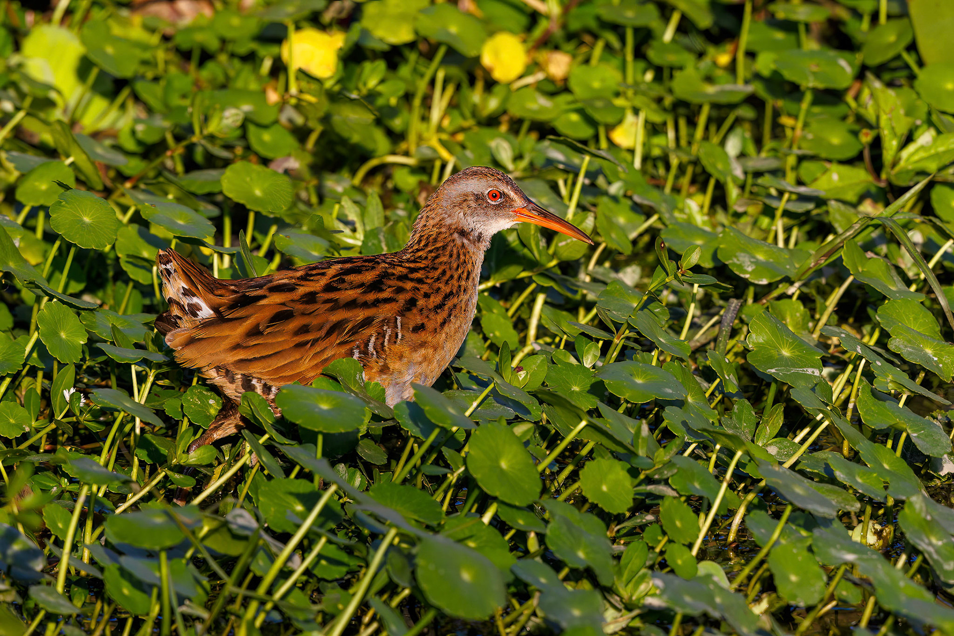 Brown-cheeked Rail