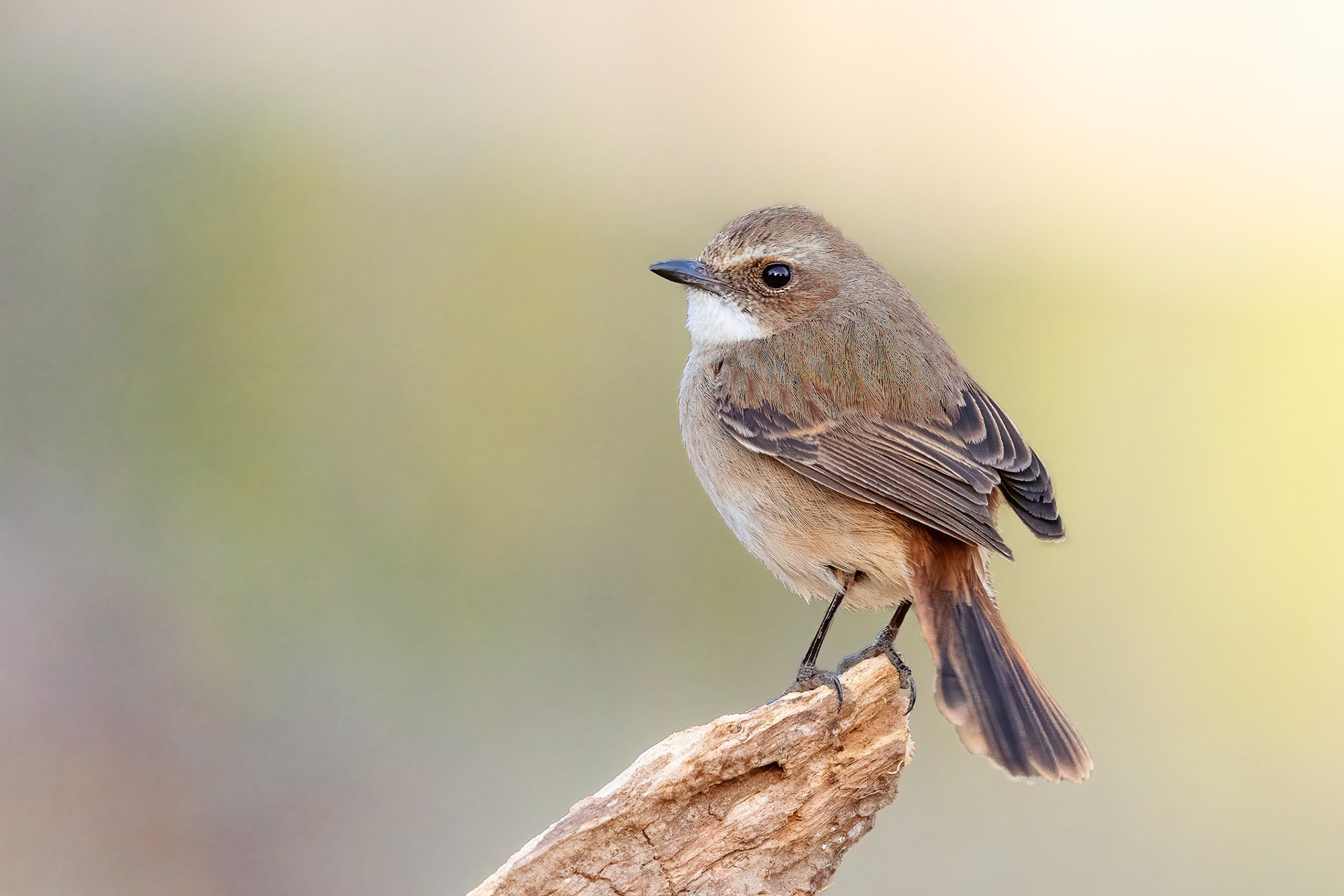 Grey Bush Chat