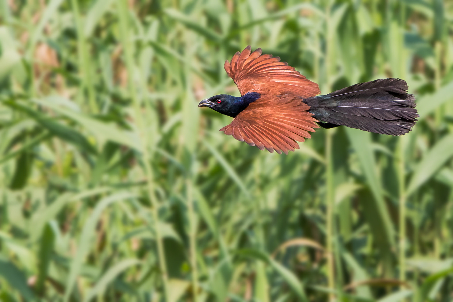 Greater Coucal