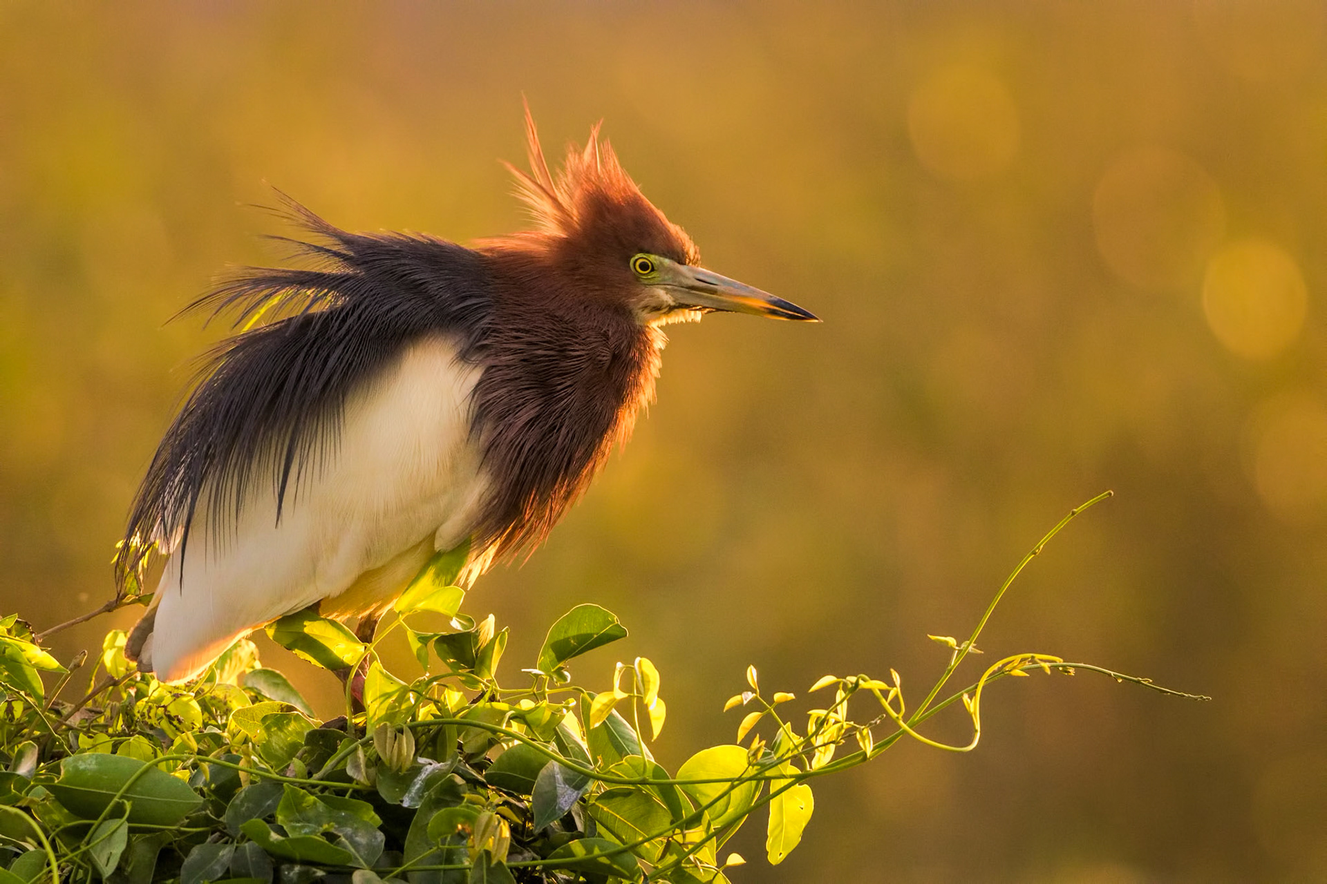 Chinese Pond Heron