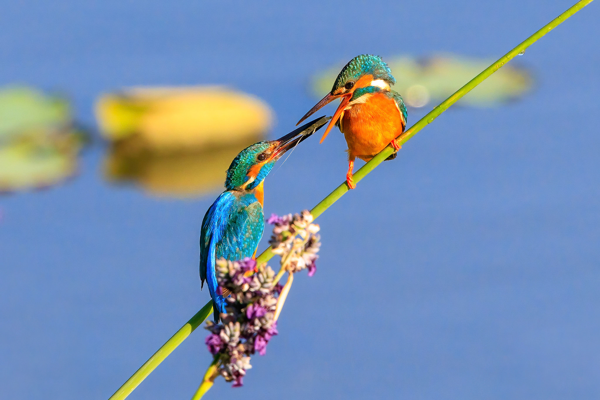 Common Kingfisher