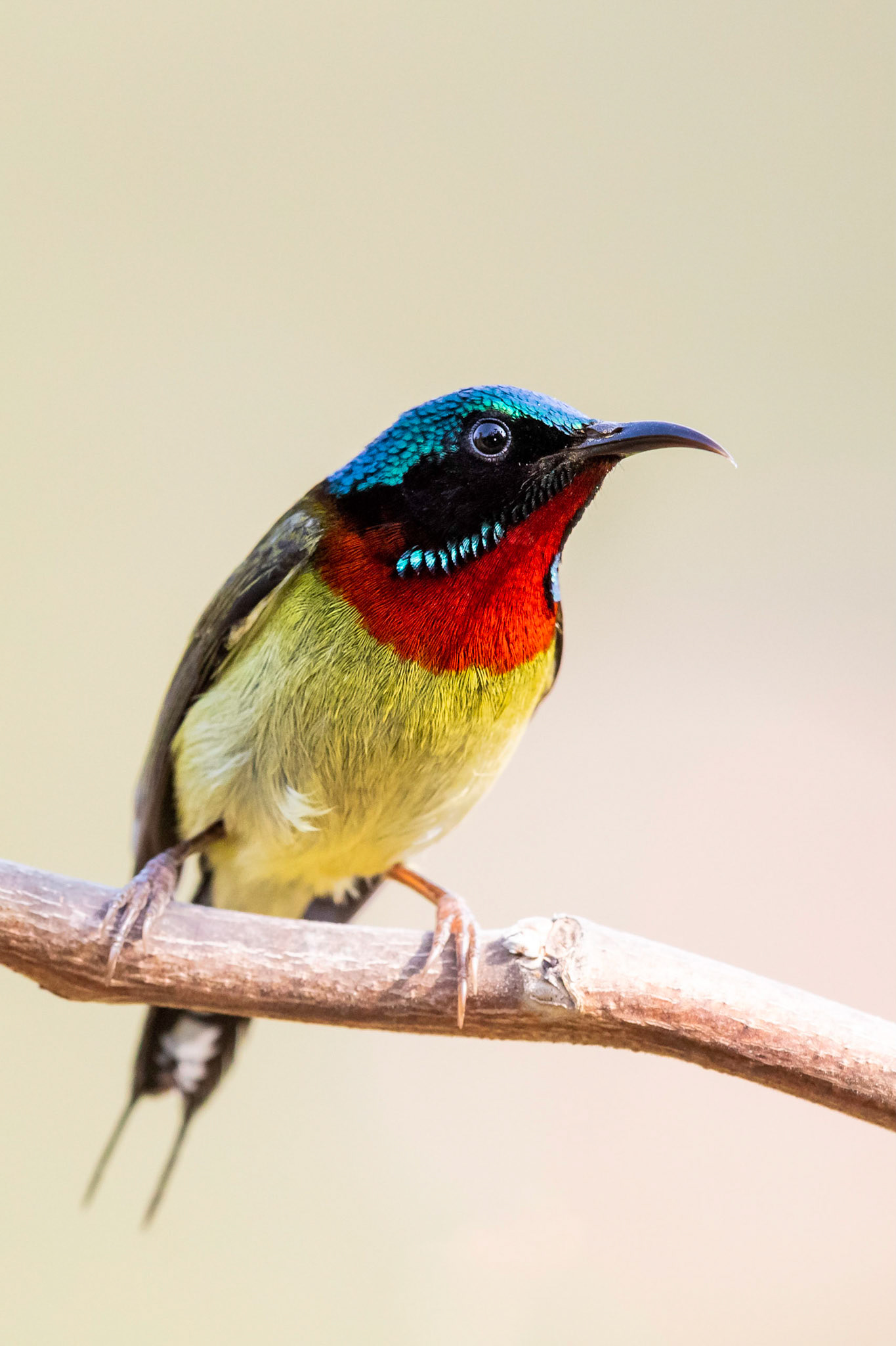 Fork-tailed Sunbird