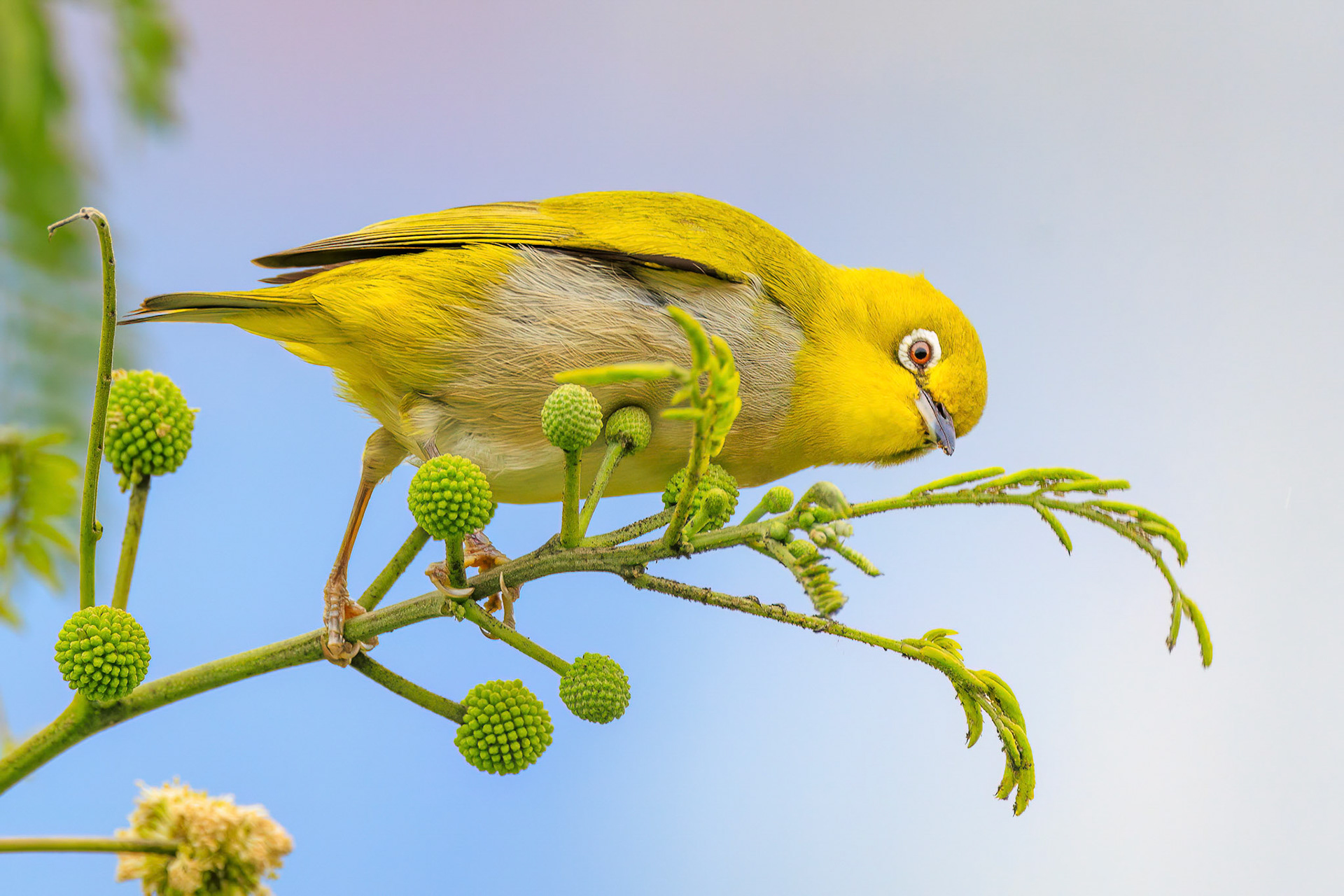 Japanese White-eye