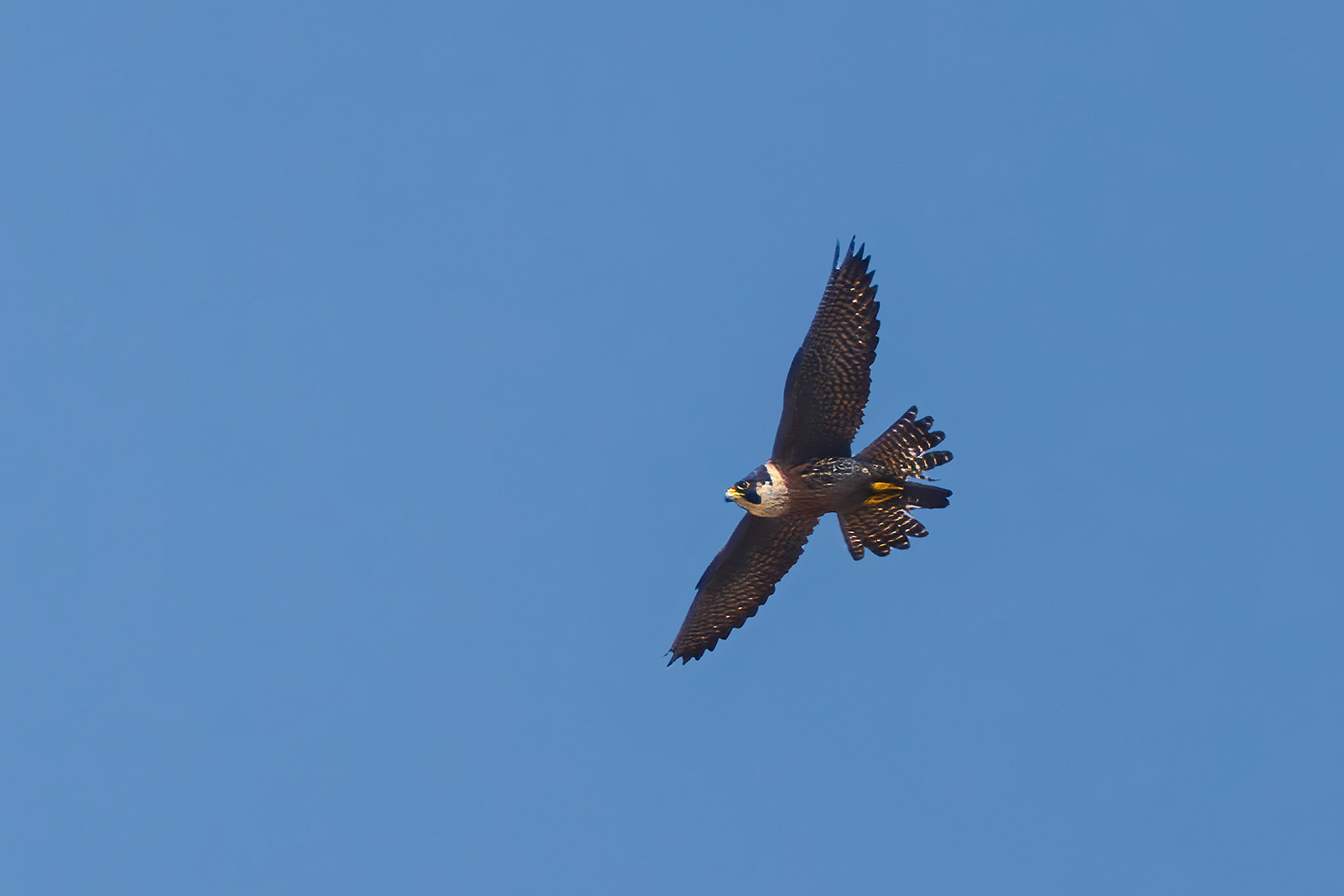 Peregrine Falcon