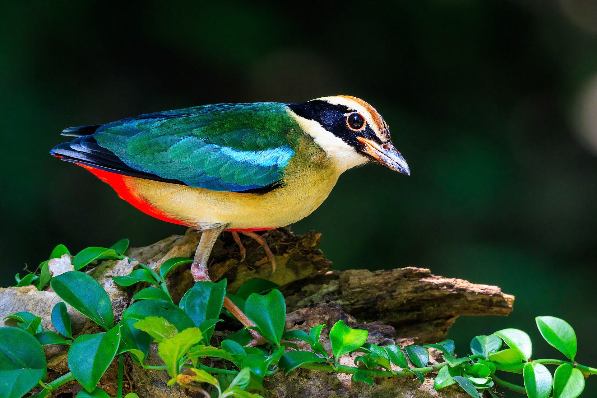 Fairy Pitta