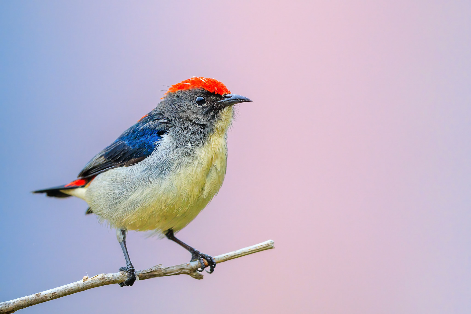 Scarlet-backed Flowerpecker