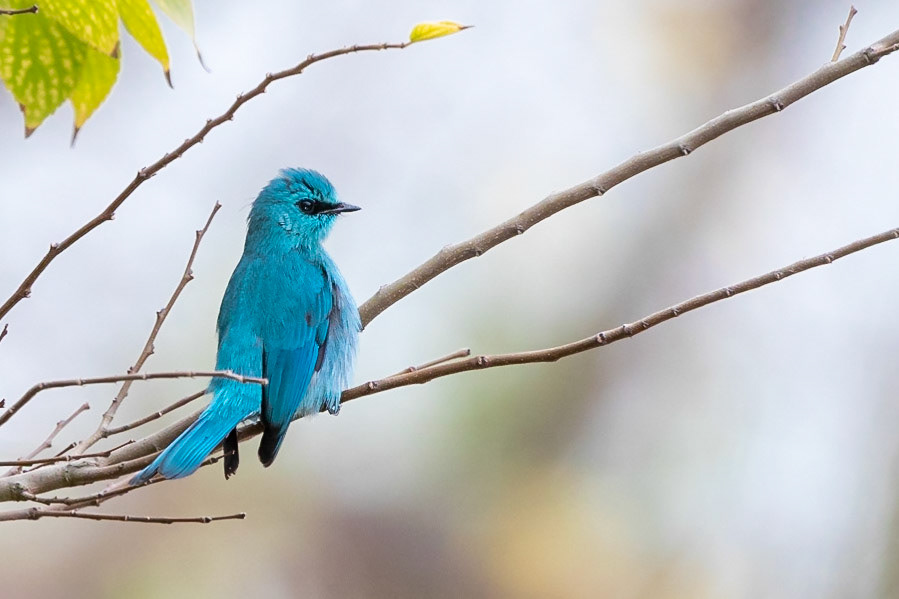 Verditer Flycatcher