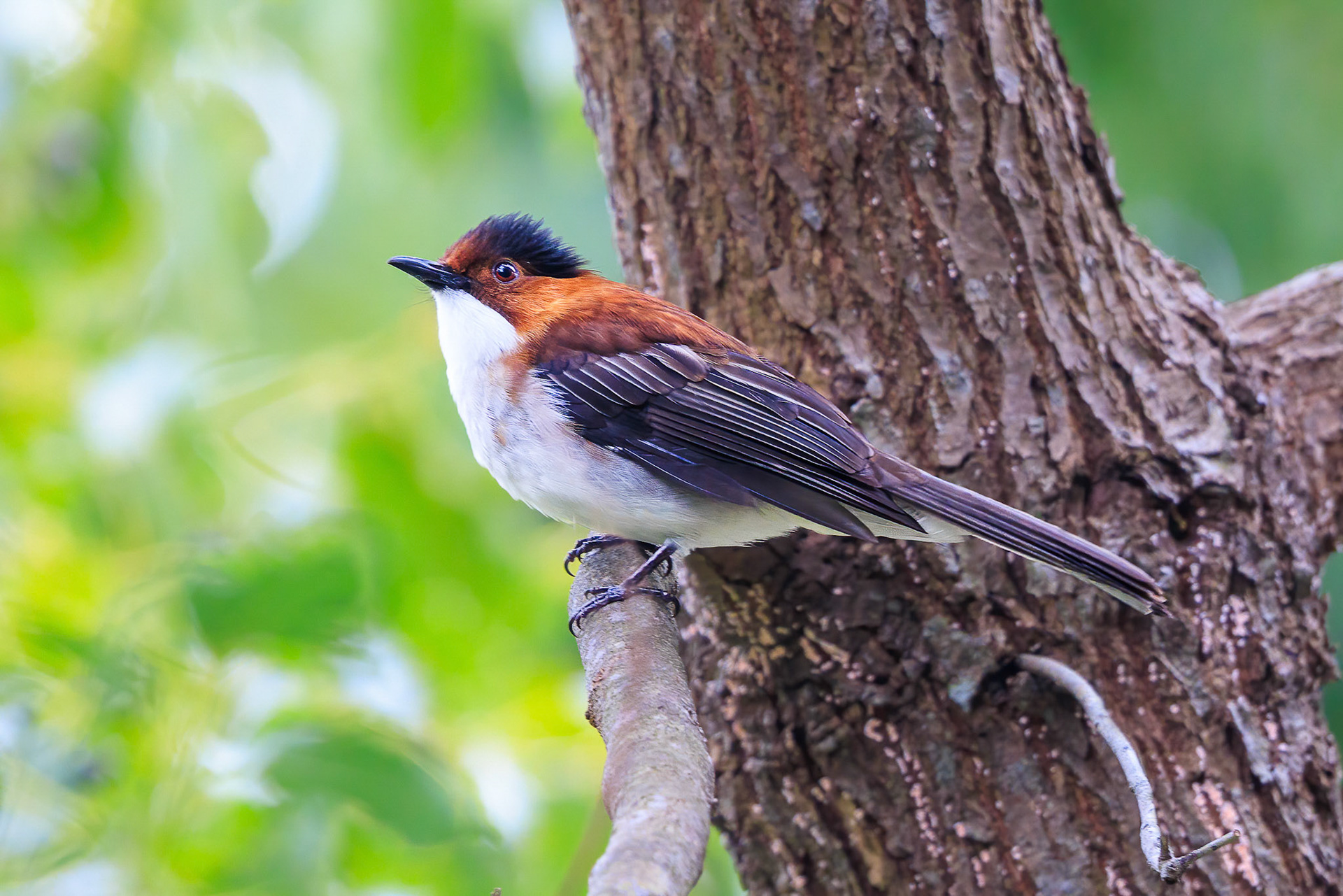 Chestnut Bulbul