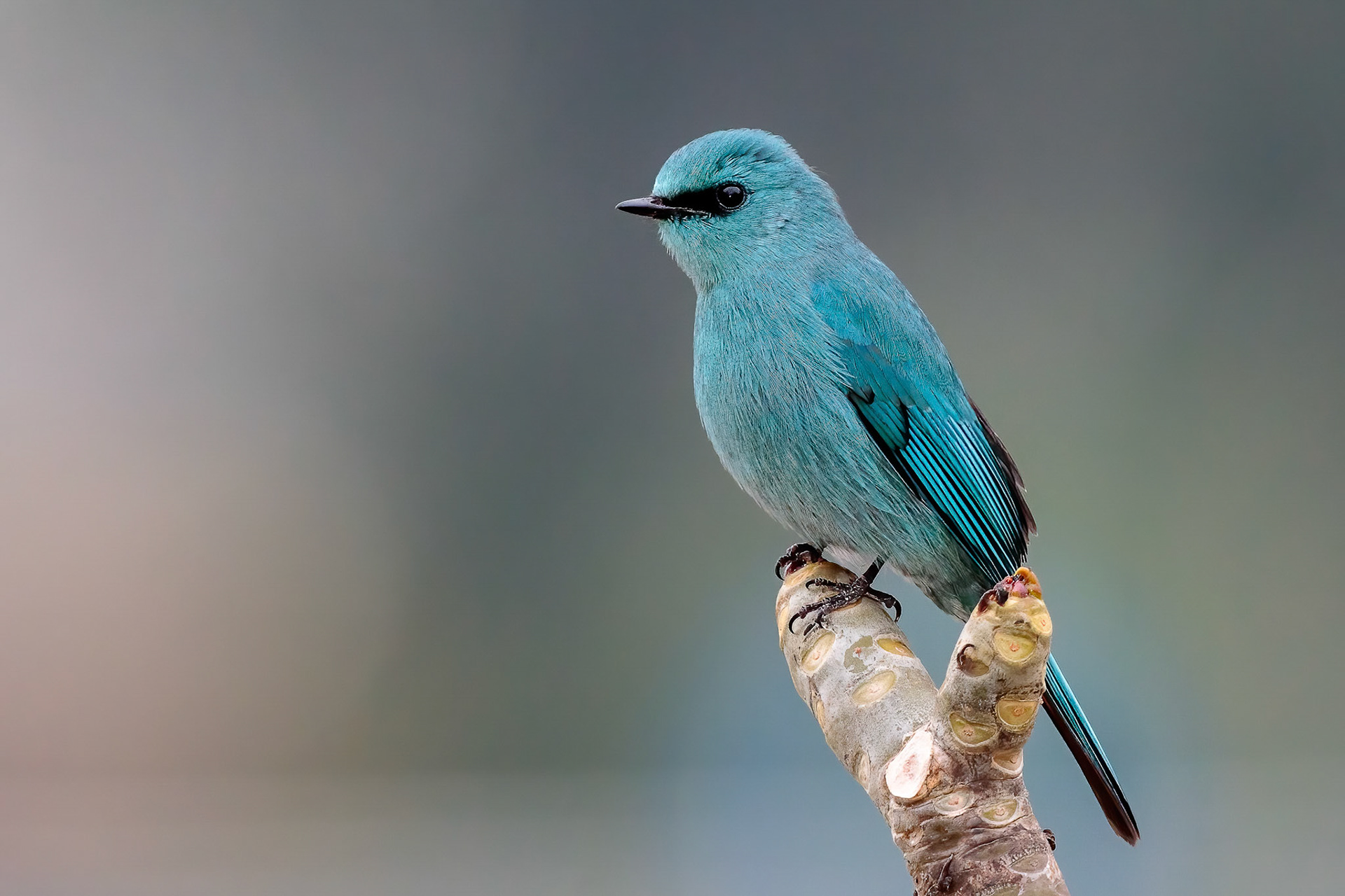 Verditer Flycatcher