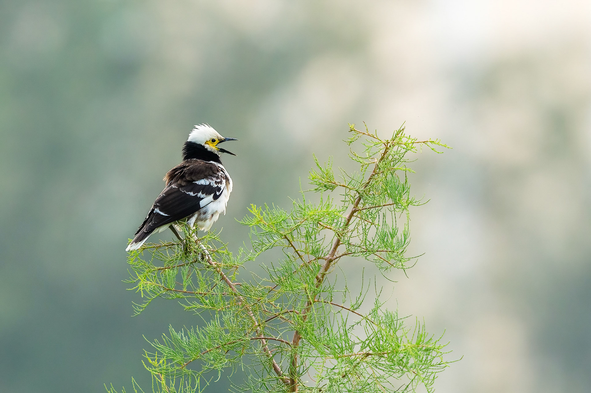 Black-colared Starling