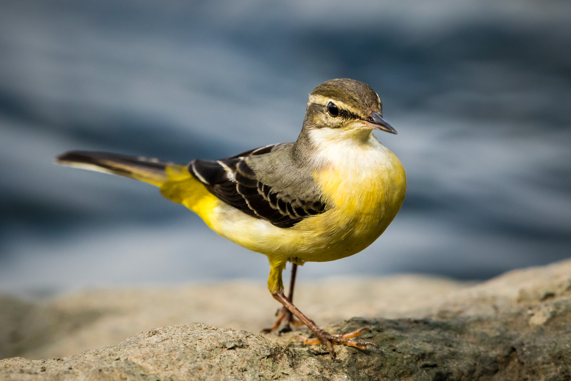 Grey Wagtail