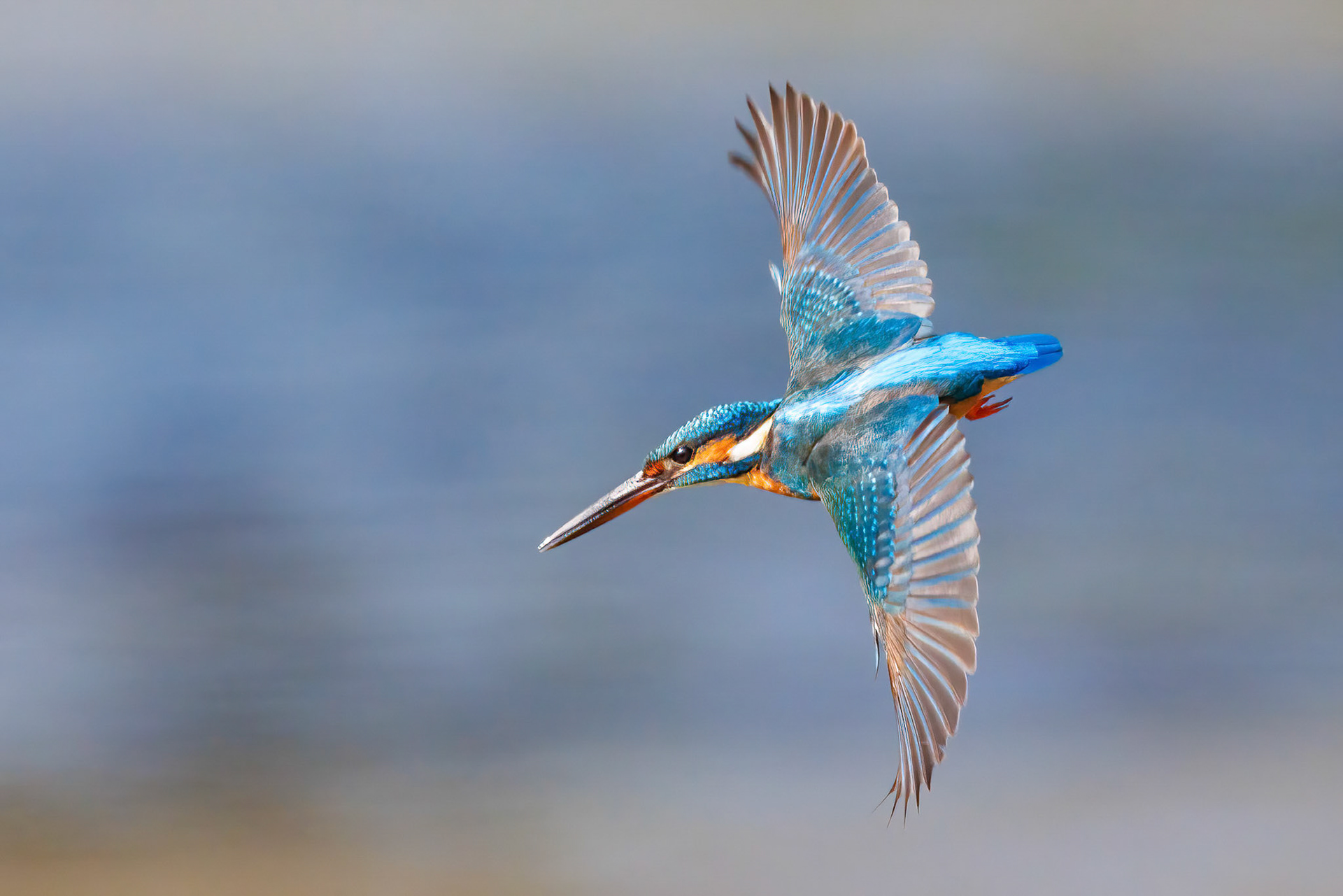 Common Kingfisher