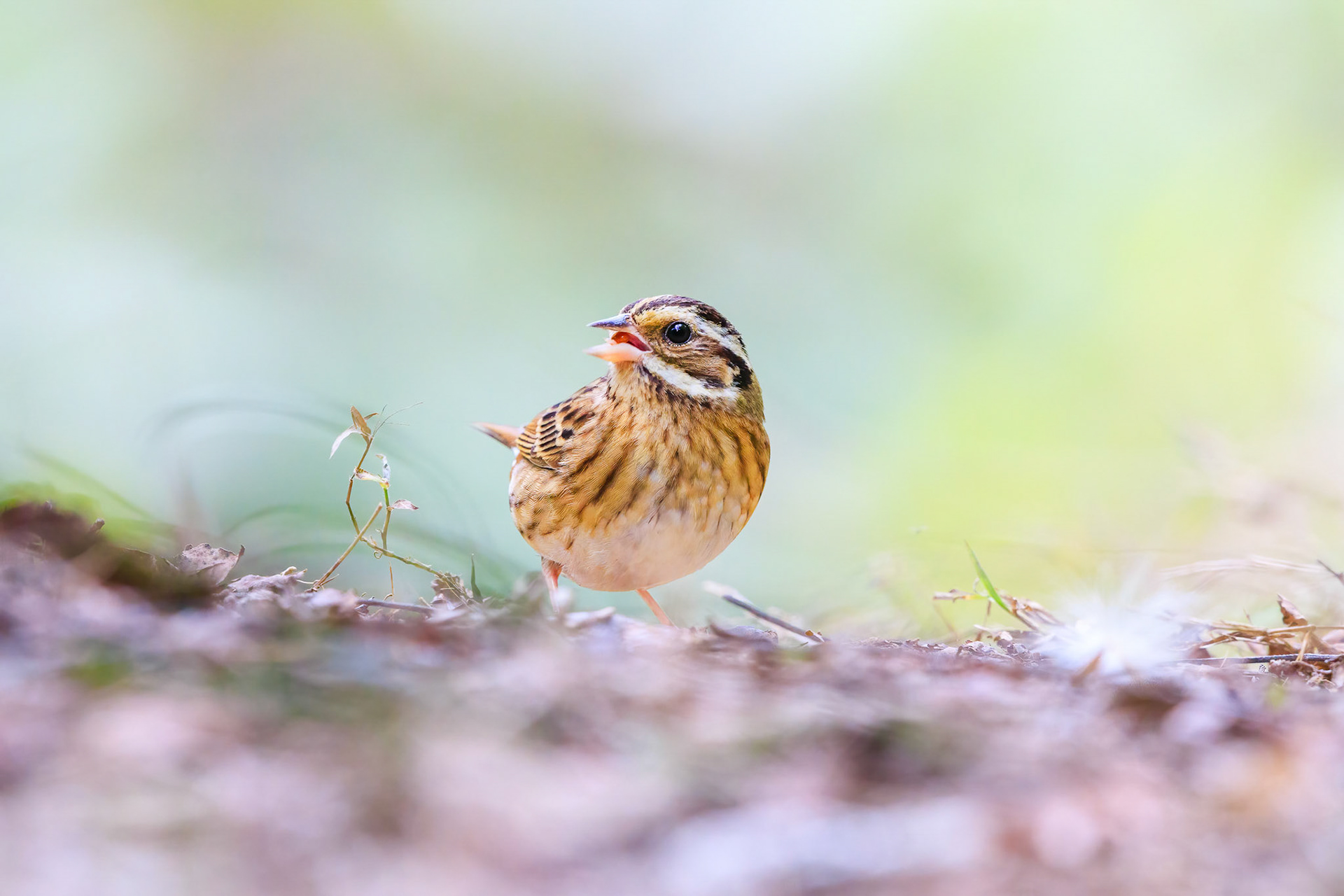 Tristan's Bunting Female