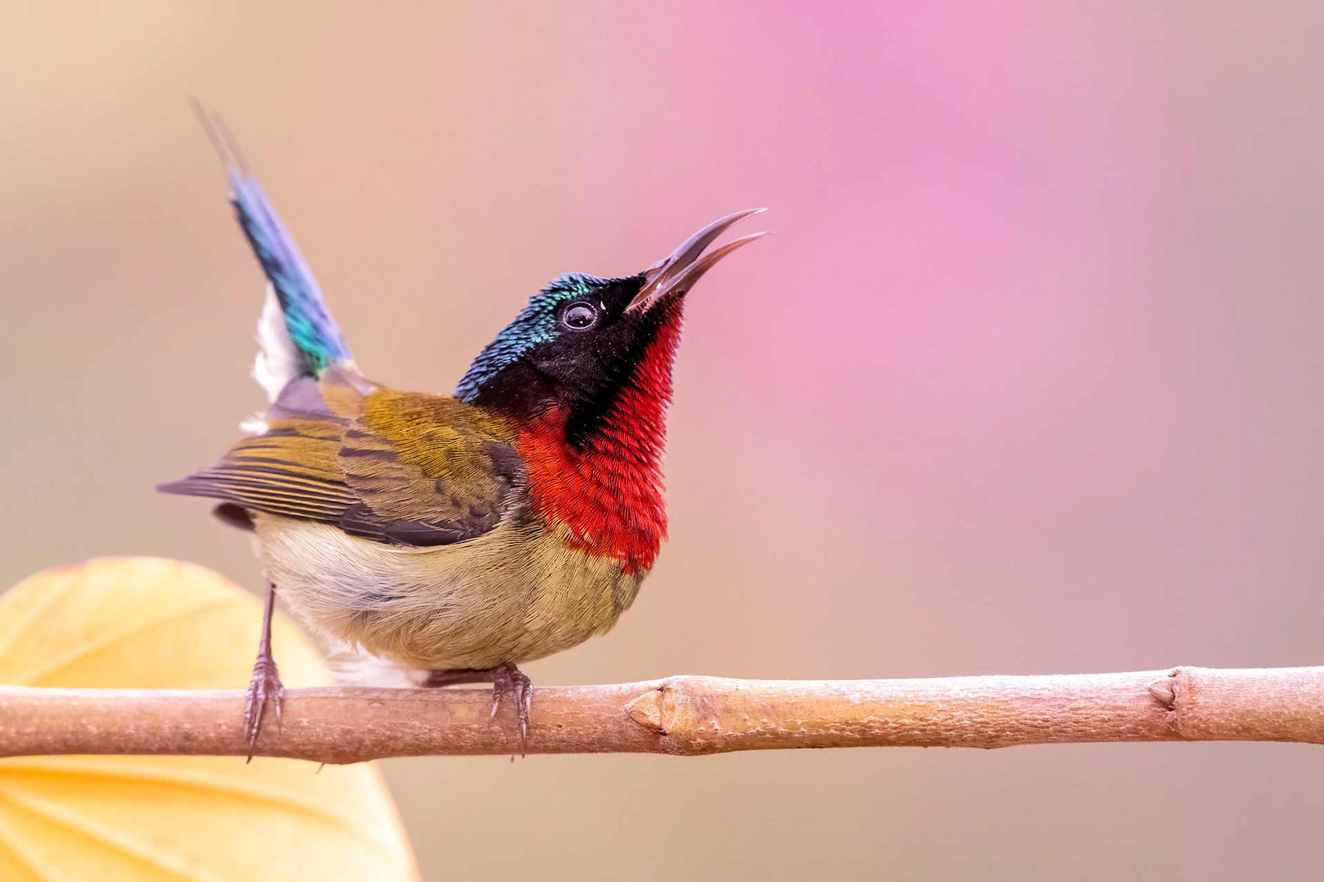 Fork-tailed Sunbird