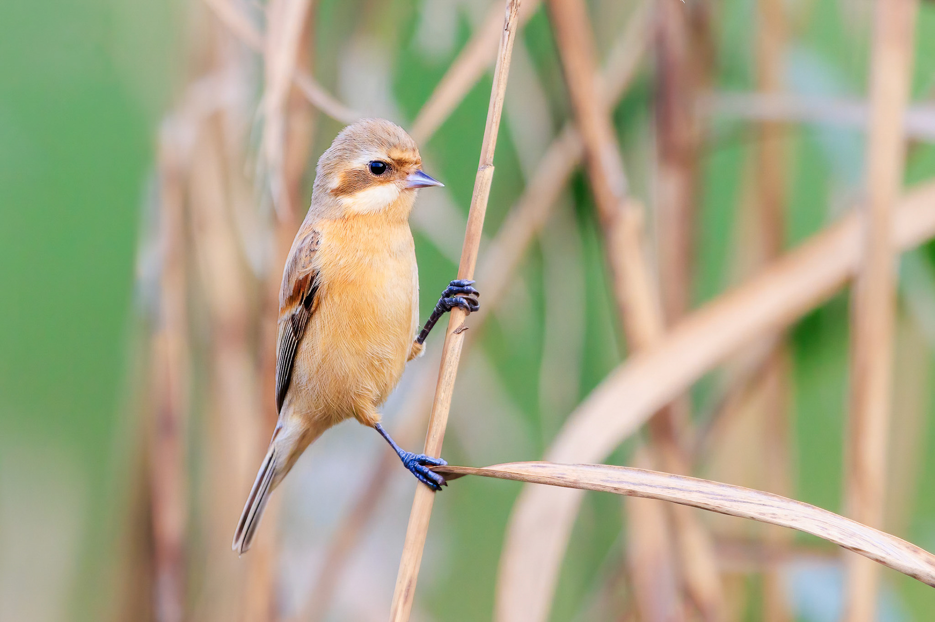 Chinese Penduline Tit Female