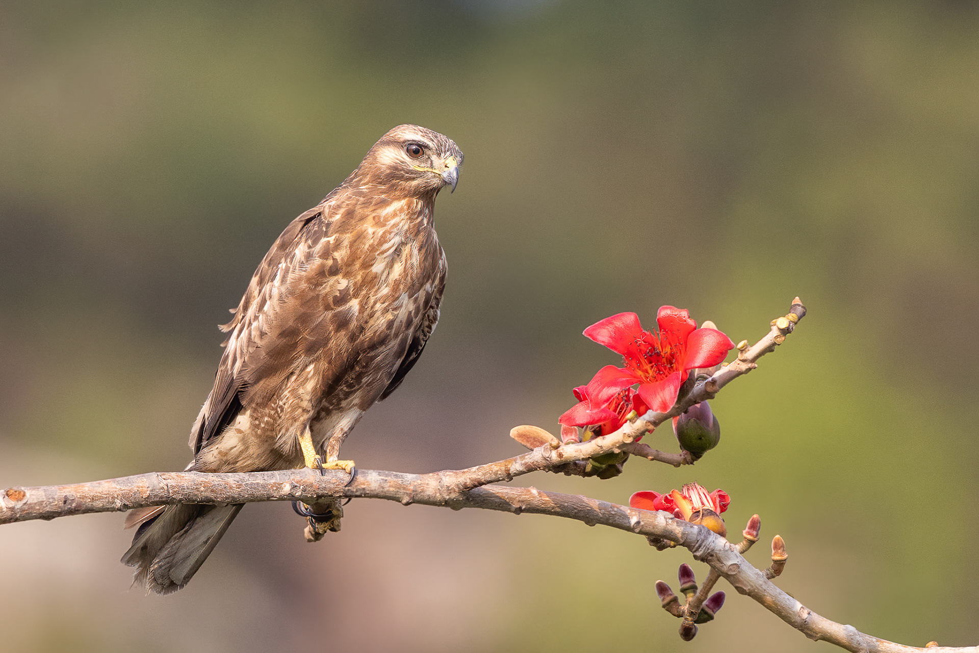 Eastern Buzzard