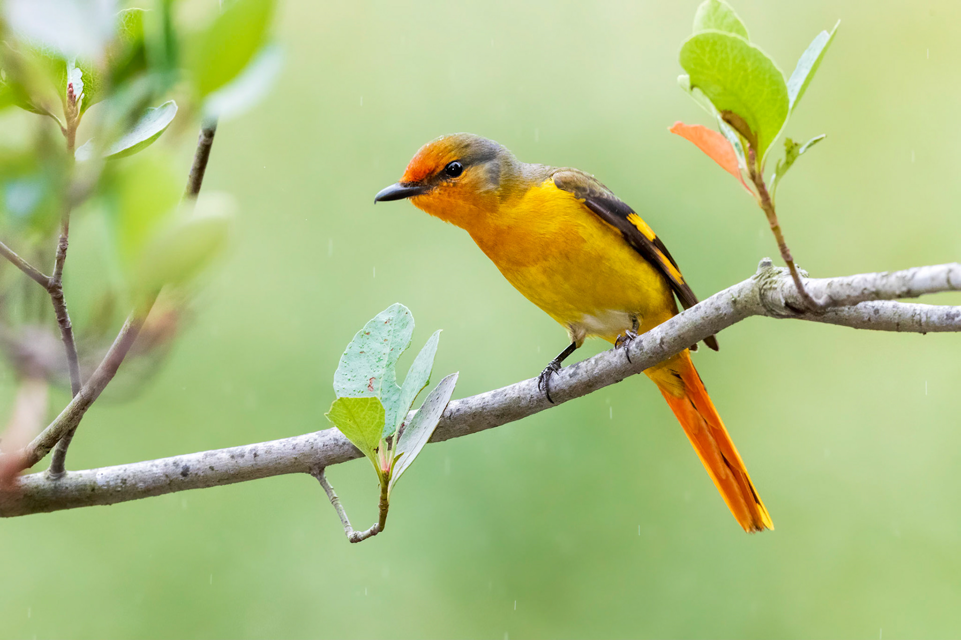 Long-tailed Minivet