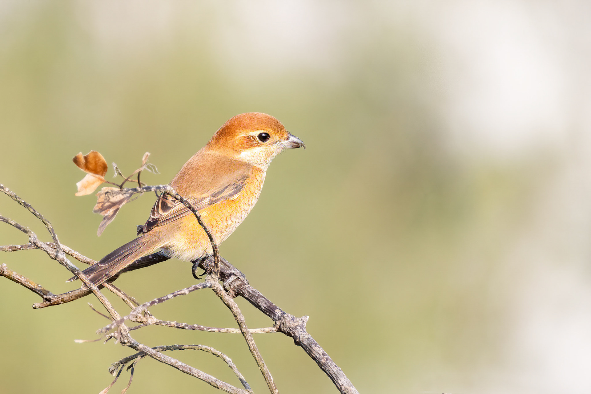 Bull Shrike