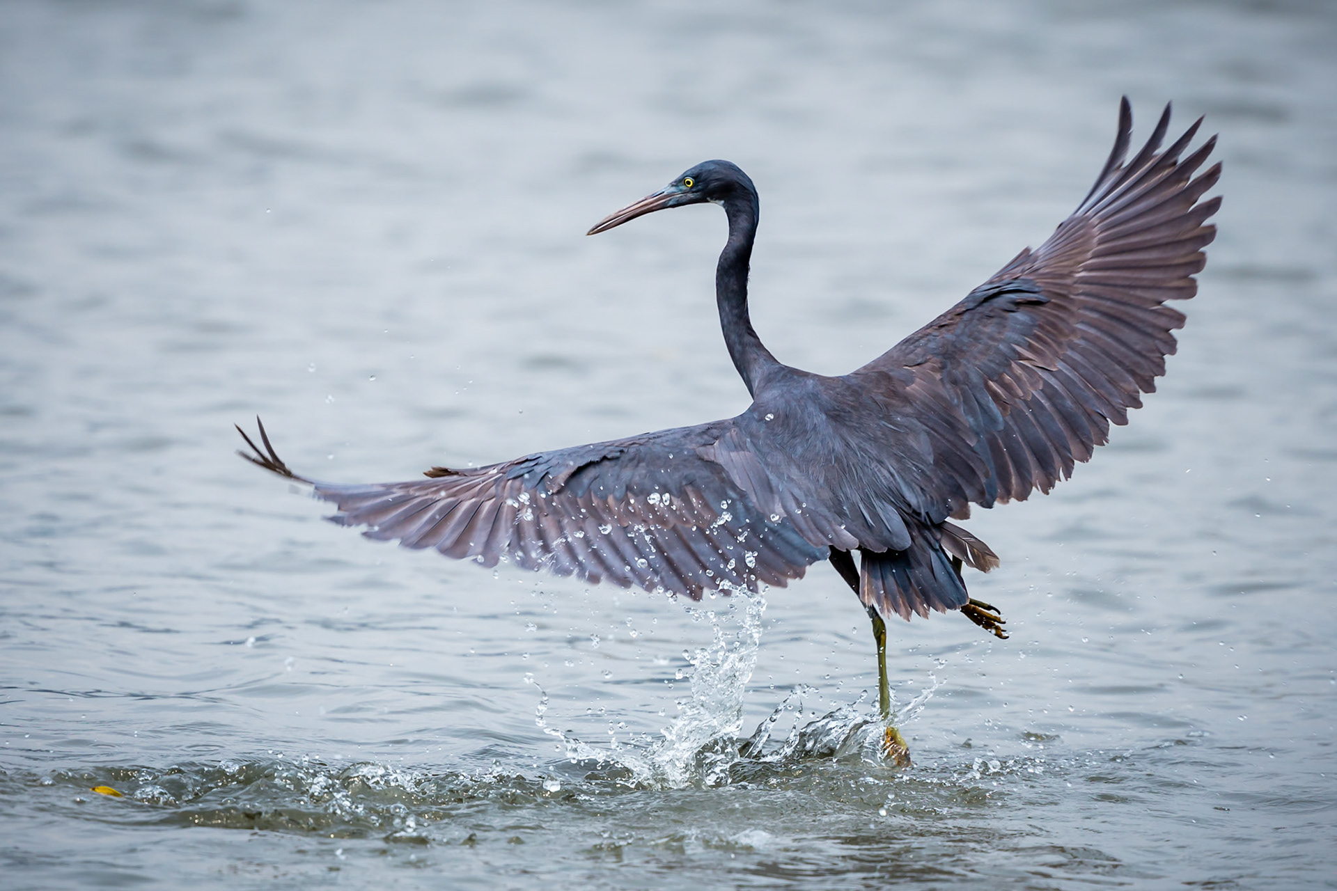 Pacific Reef Heron