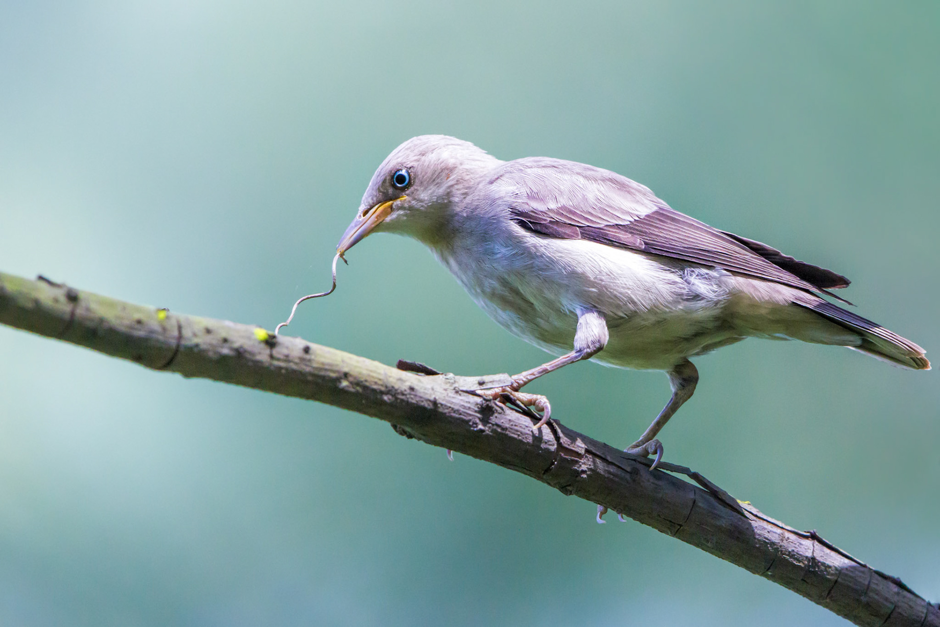 White-shoulderied Starling, Juvenile