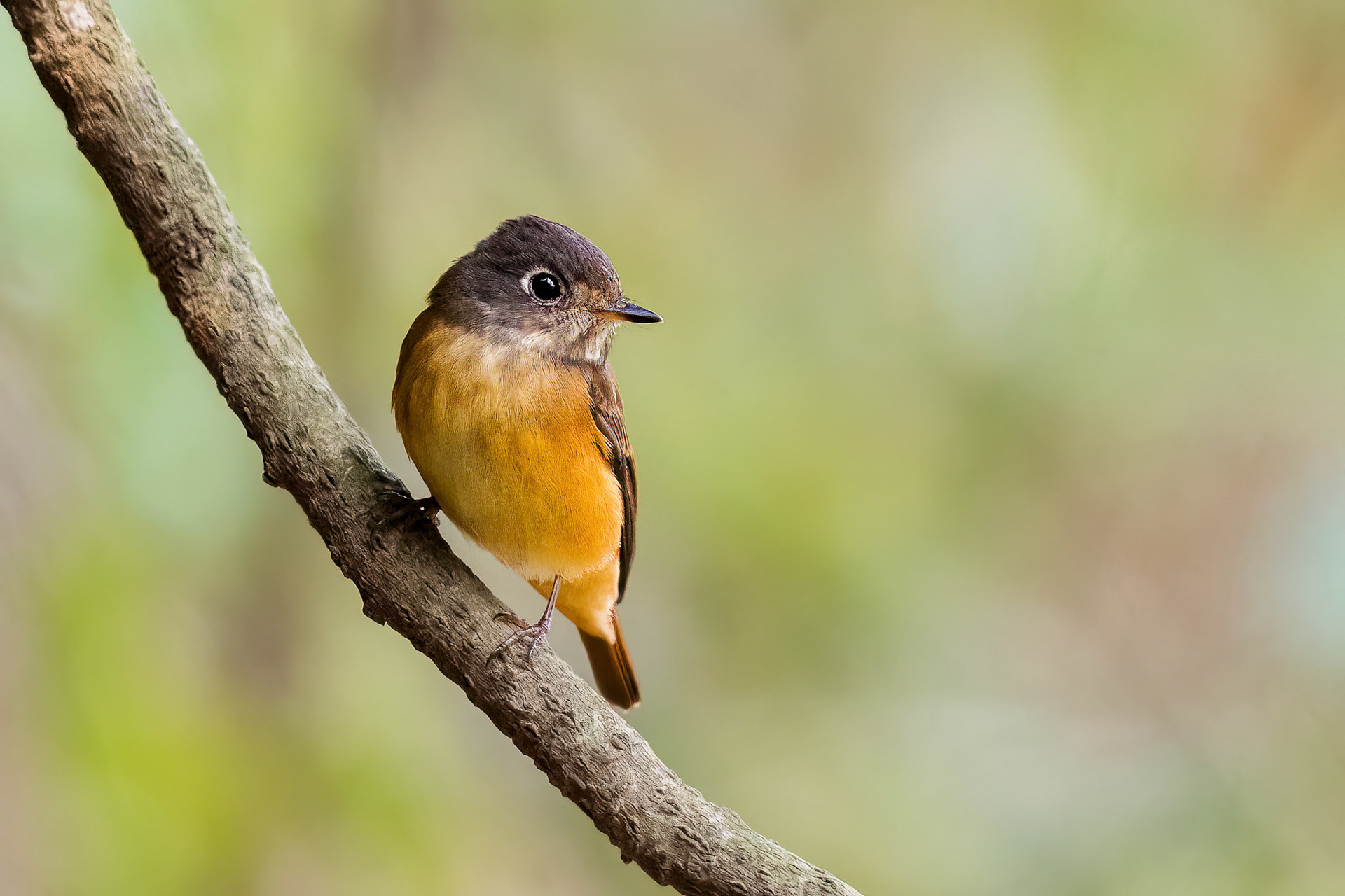 Ferruginous Flycatcher