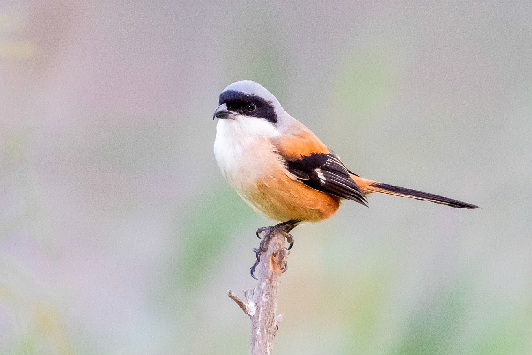 Long-tailed Shrike
