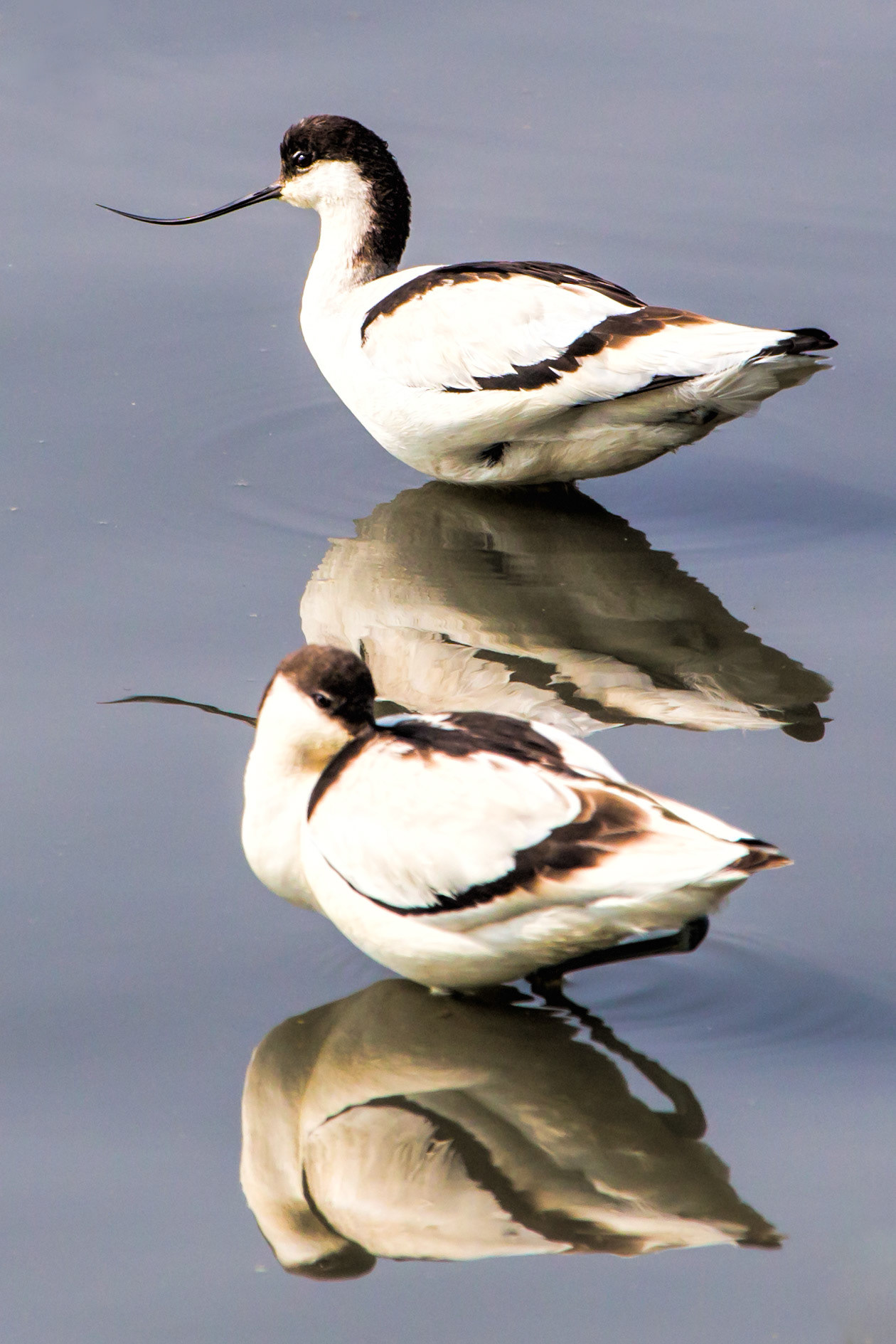Pied Avocet