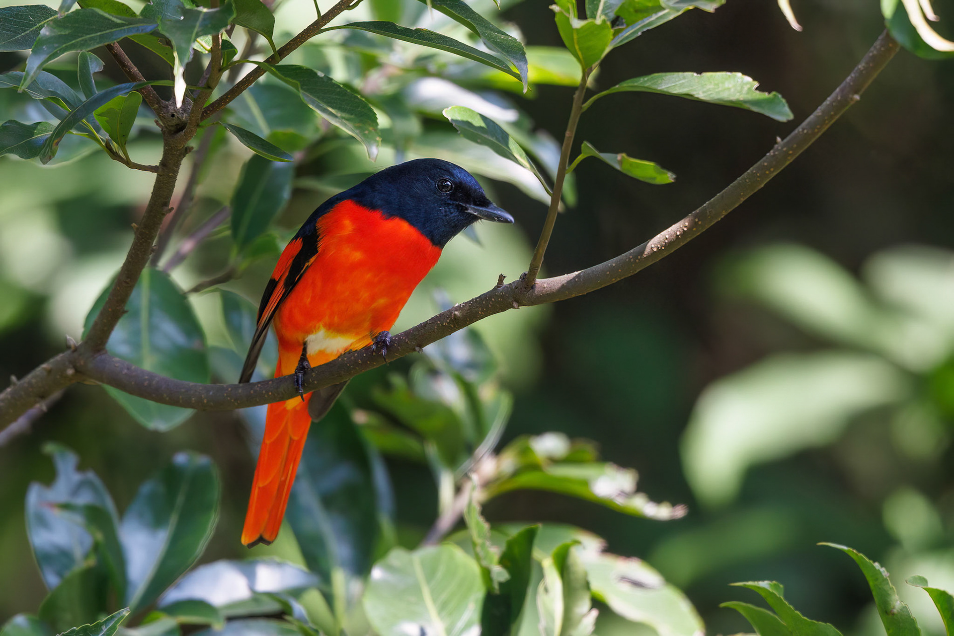 Scarlet Minivet