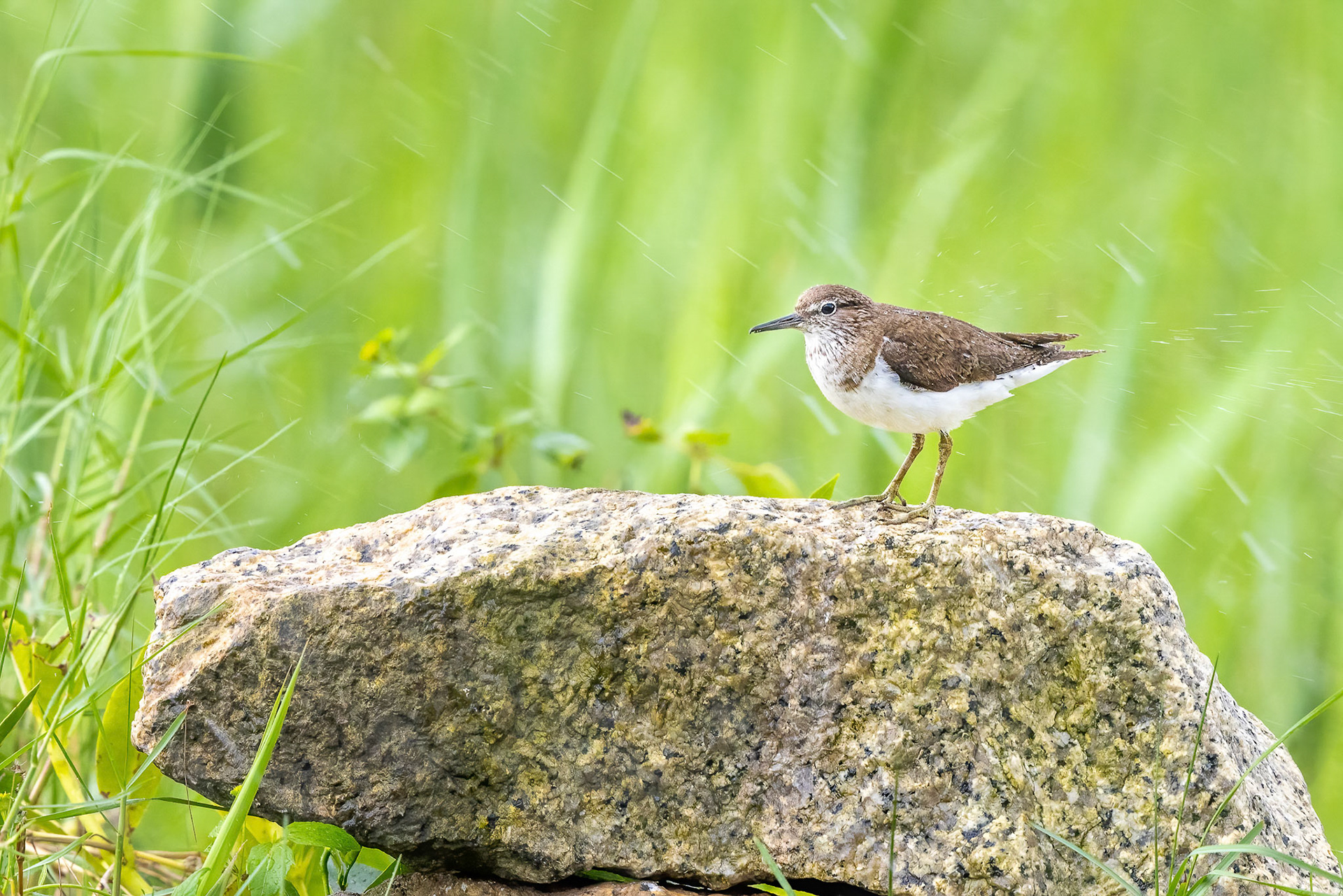 Common Sandpiper