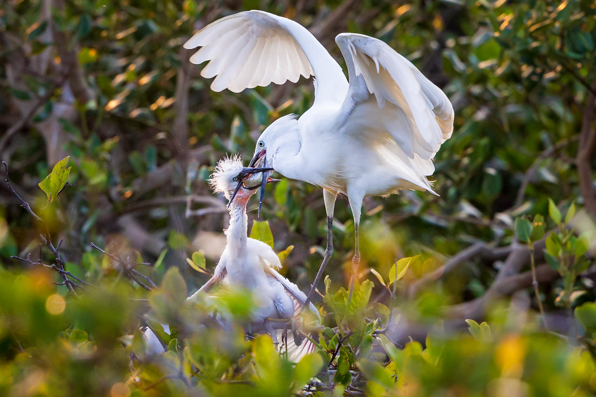 Little Egret